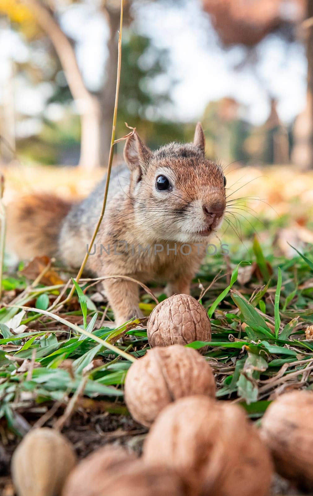 Portrait of fox squirrel (Sciurus niger) sitting on branch isolated on green. Holds foreleg with nut on chest. Urban wildlife.