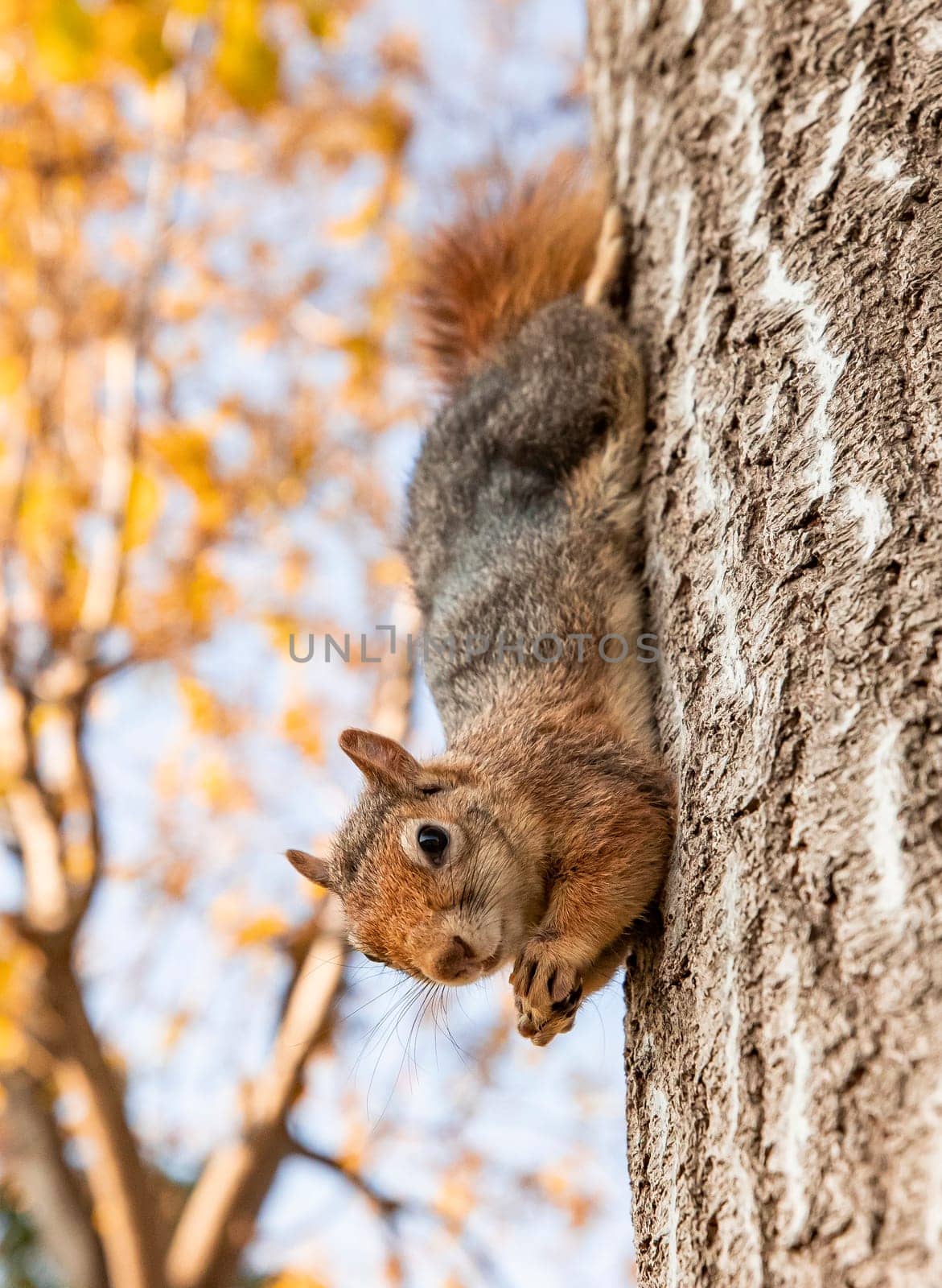 Portrait of fox squirrel (Sciurus niger) sitting on branch isolated on green. Holds foreleg with nut on chest. Urban wildlife. by emirkoo
