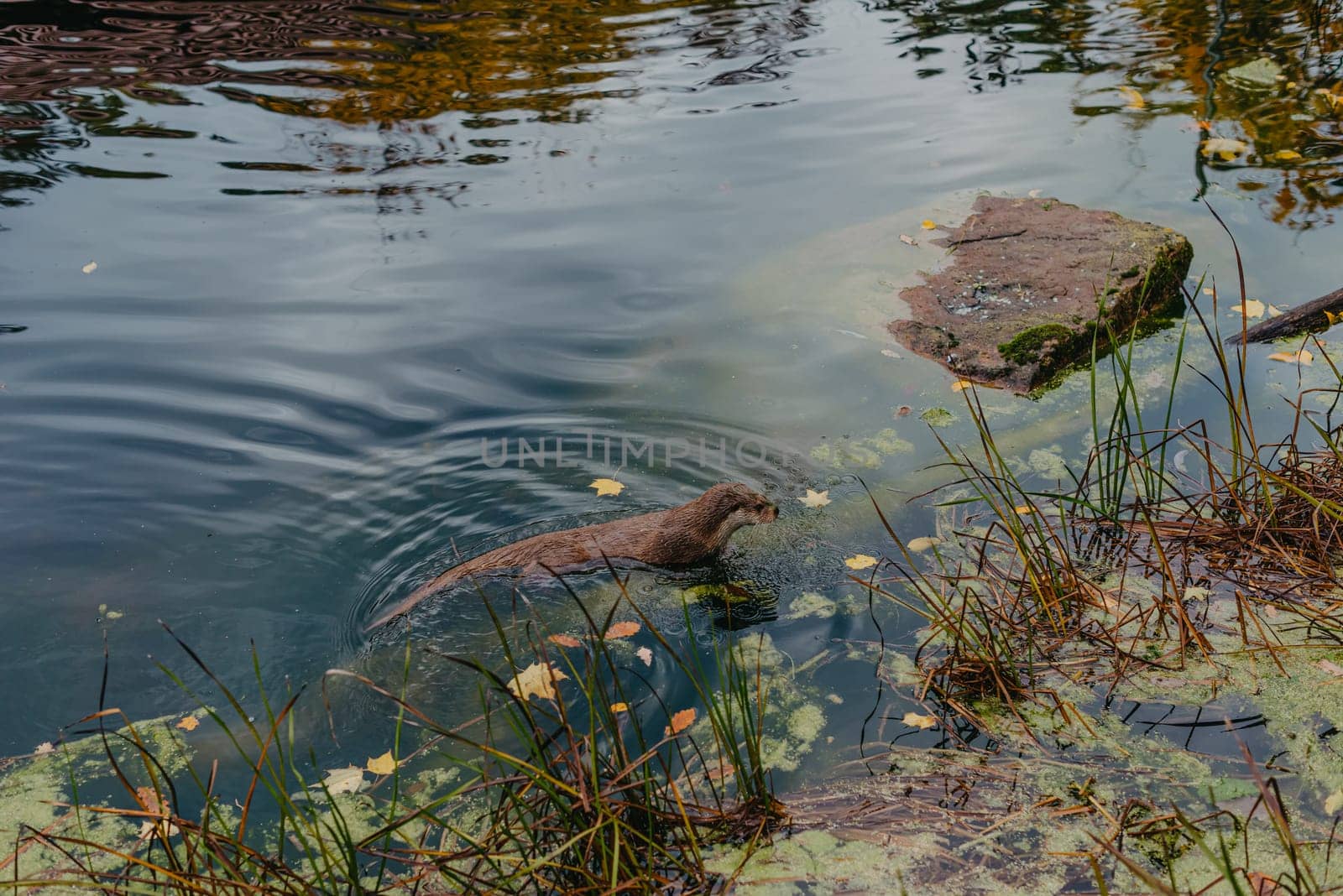 European river otter, Lutra lutra, swimming on back in clear water. Adorable fur coat animal with long tail. Endangered fish predator in nature. Wild animal in brook. Habitat Europe, Asia