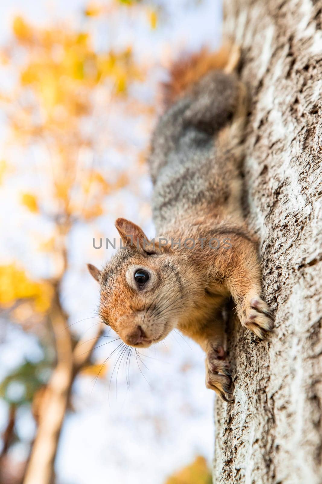 Portrait of fox squirrel (Sciurus niger) sitting on branch isolated on green. Holds foreleg with nut on chest. Urban wildlife. by emirkoo
