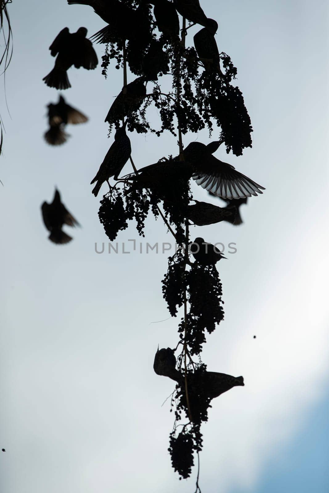 Beautiful large flock of starlings. High quality photo