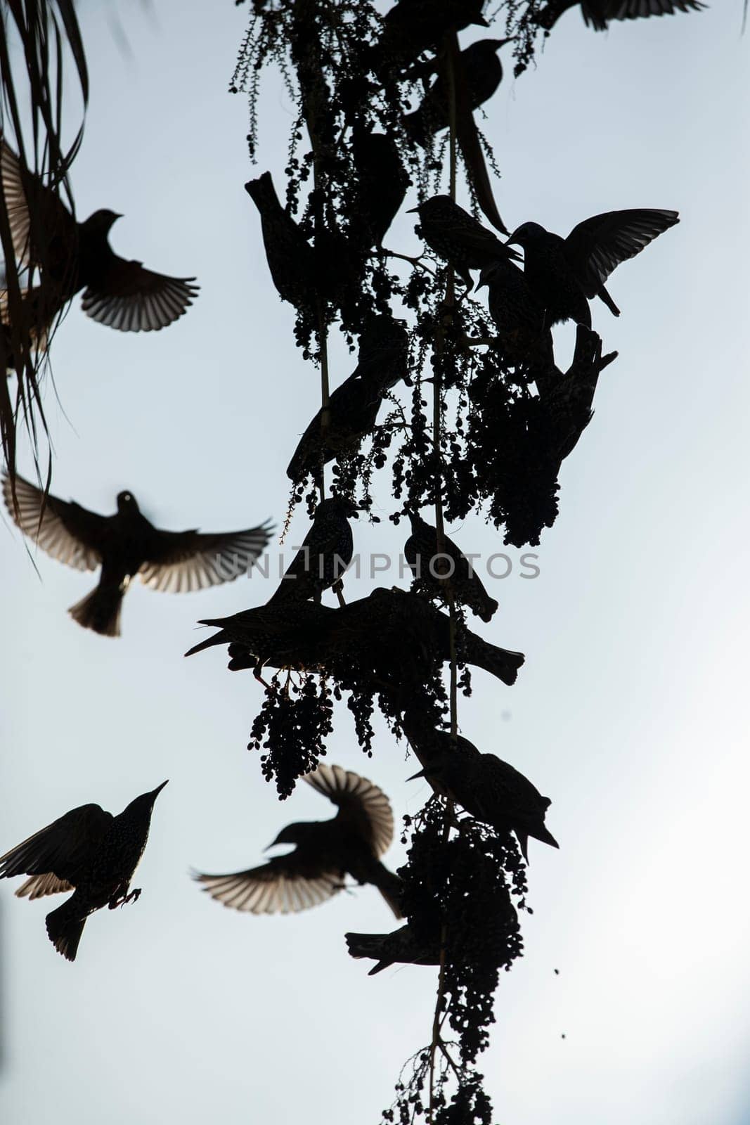 Beautiful large flock of starlings. High quality photo