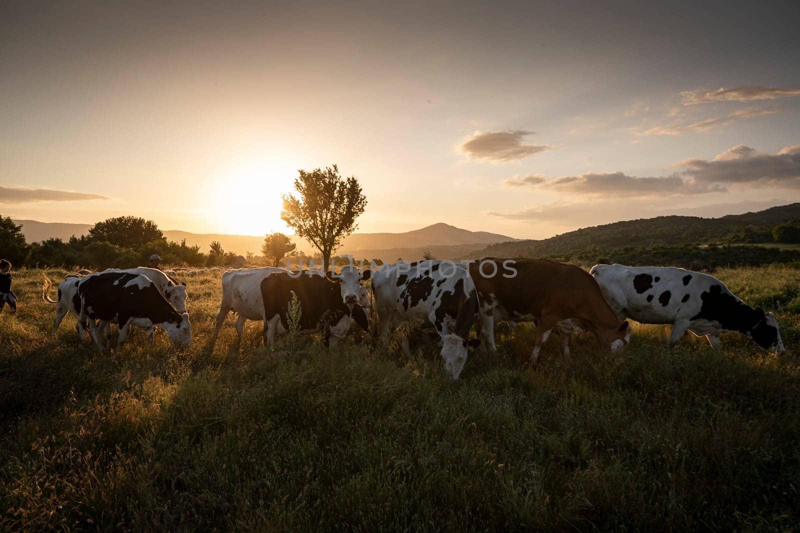 Herd of cows grazing at summer green field by emirkoo