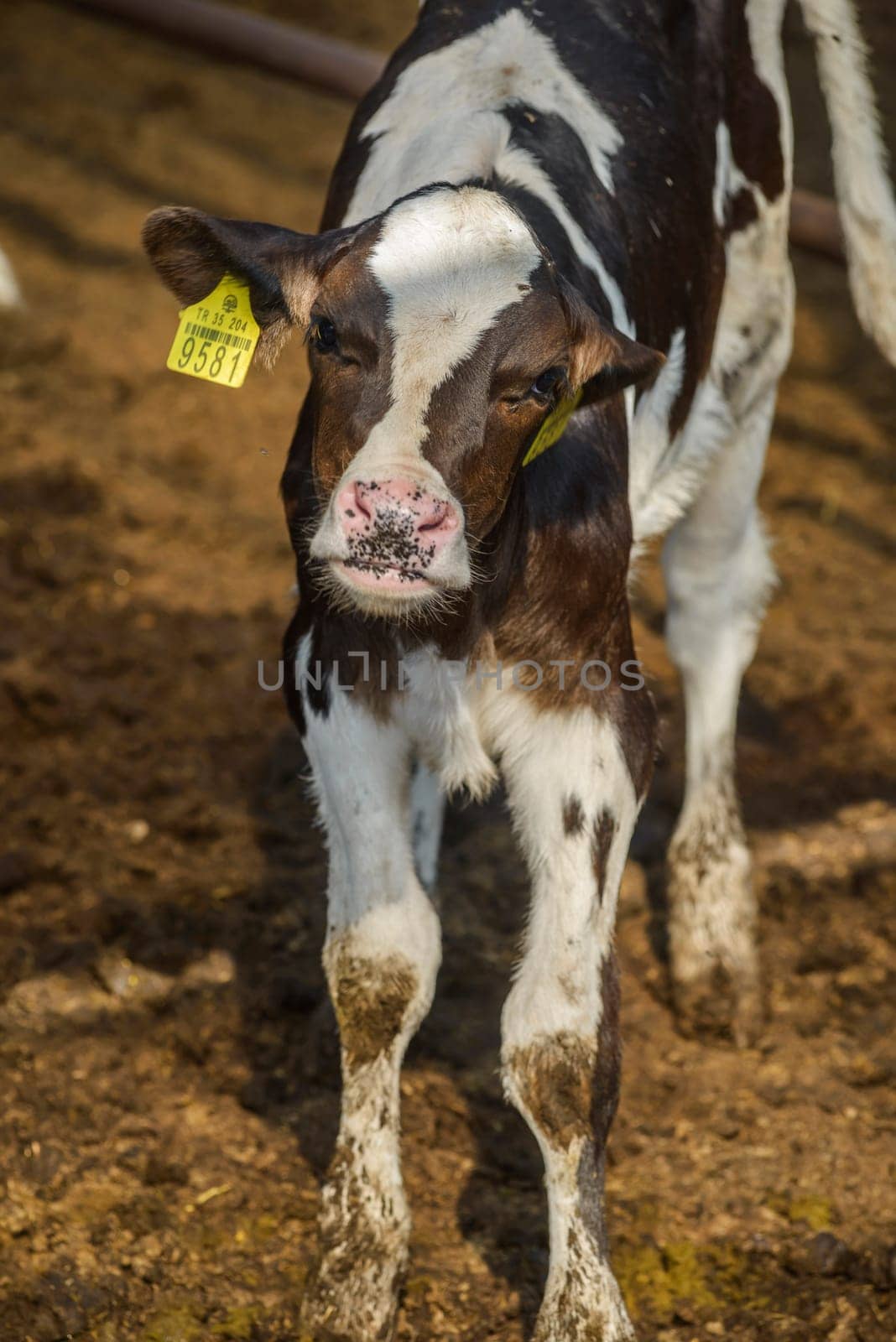 agriculture industry, farming and animal husbandry concept - herd of cows eating hay in cowshed on dairy farm by emirkoo