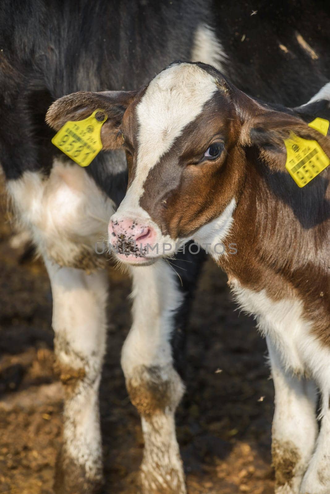 cow farm