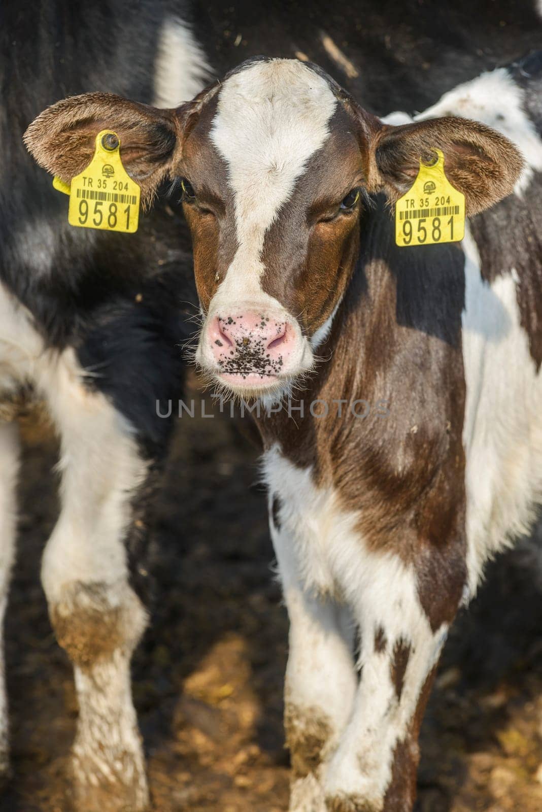 agriculture industry, farming and animal husbandry concept - herd of cows eating hay in cowshed on dairy farm by emirkoo