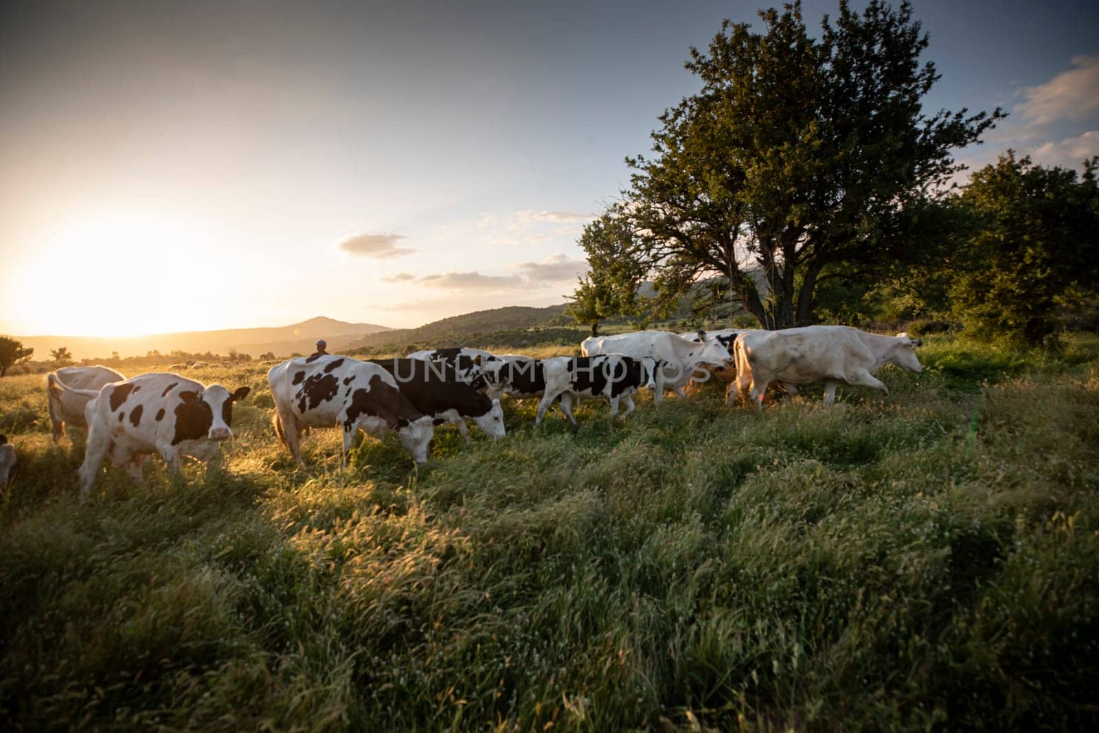 Herd of cows grazing at summer green field. High quality photo