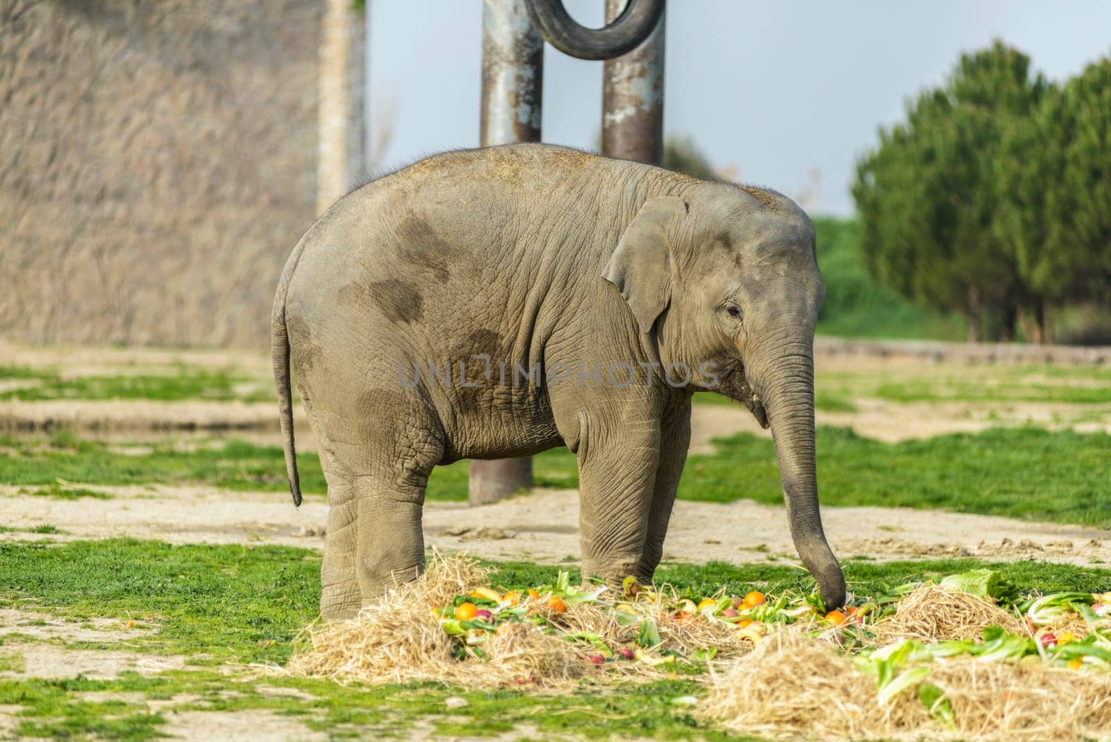 Elephant Family by emirkoo