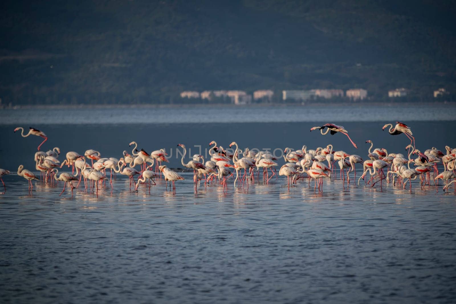 Birds Pink Flamingos Walk on the salt blue Lake in izmir by emirkoo