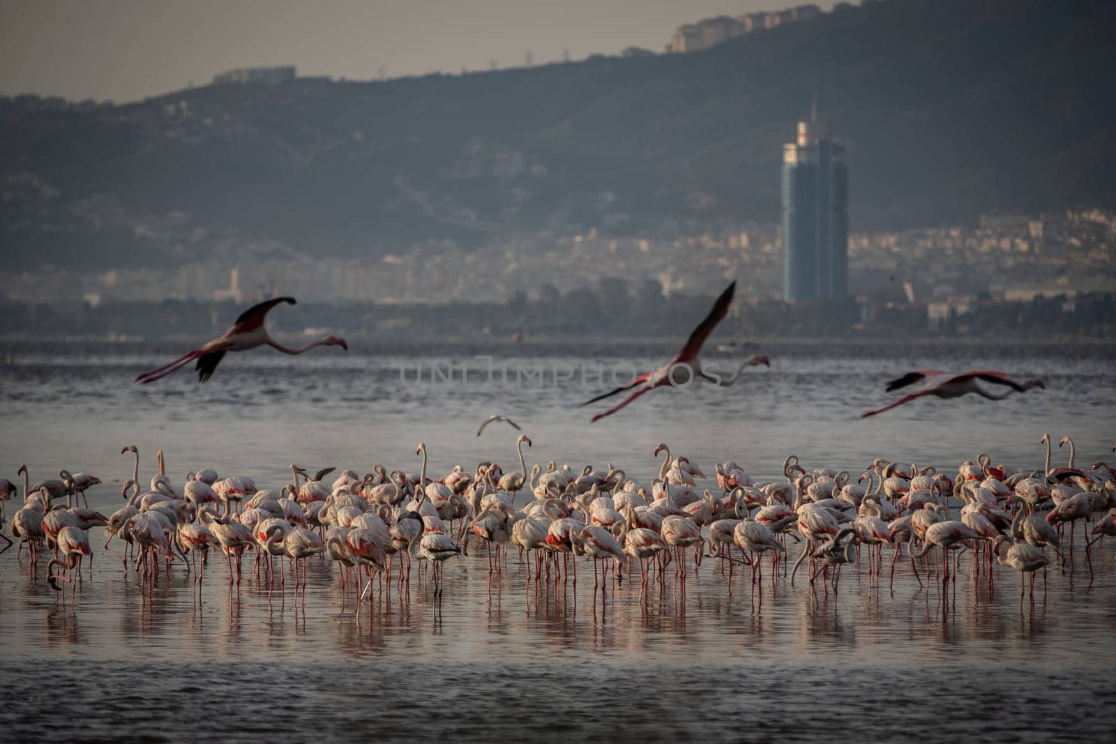 Birds Pink Flamingos Walk on the salt blue Lake in izmir