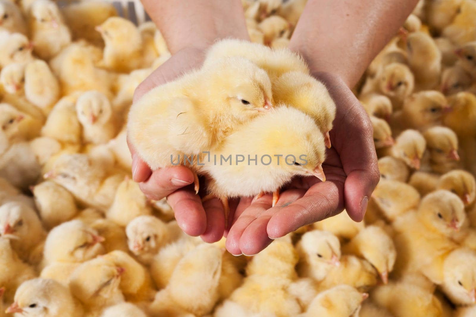 Photo hatched chicks closeup. High quality photo