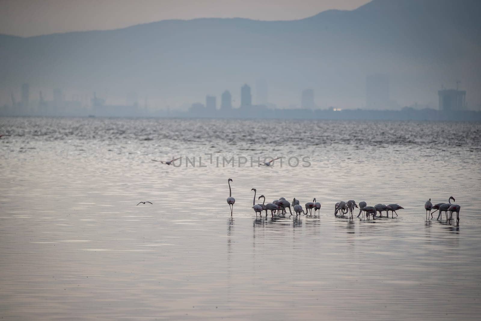 Birds Pink Flamingos Walk on the salt blue Lake in izmir by emirkoo