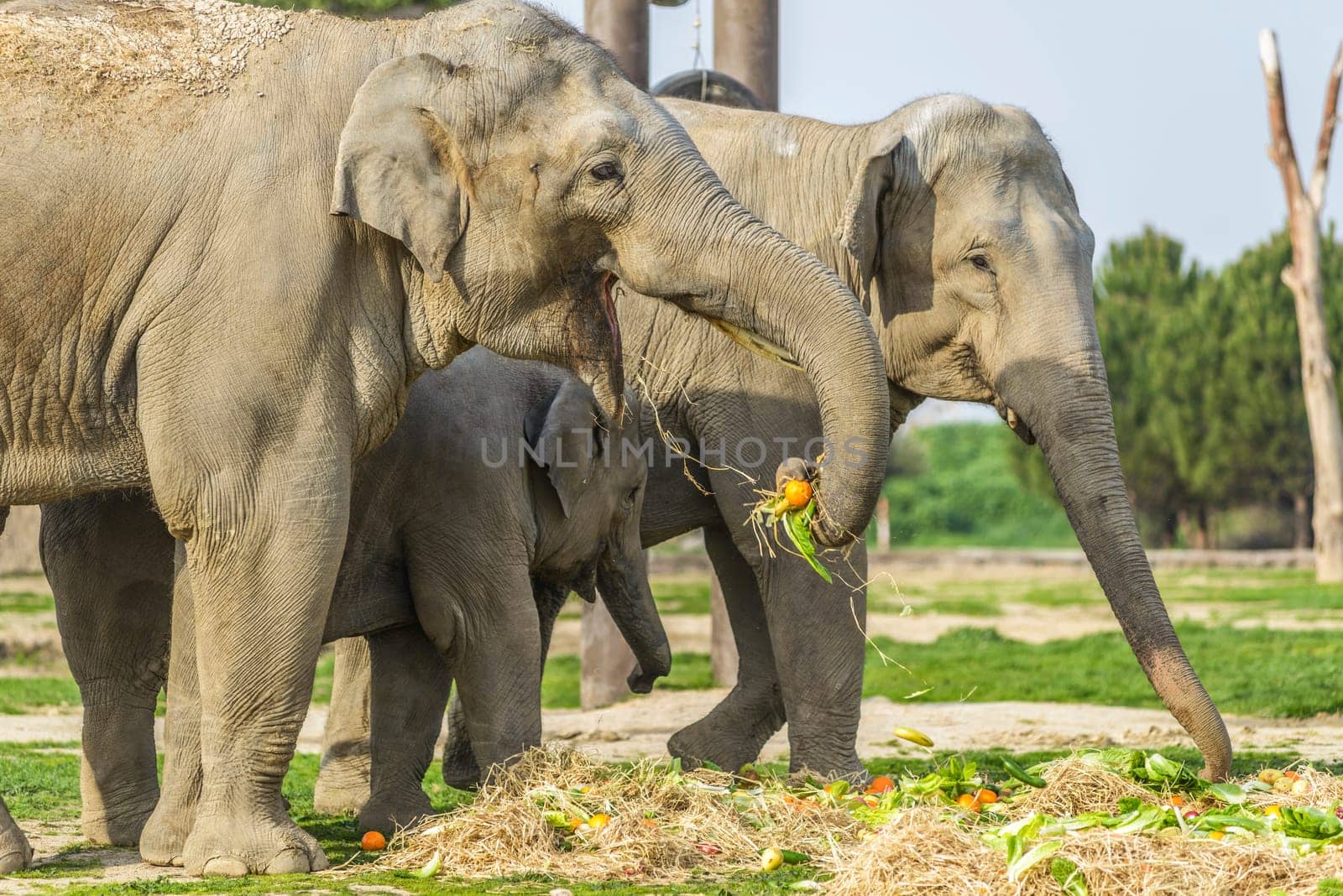 Elephant Family by emirkoo