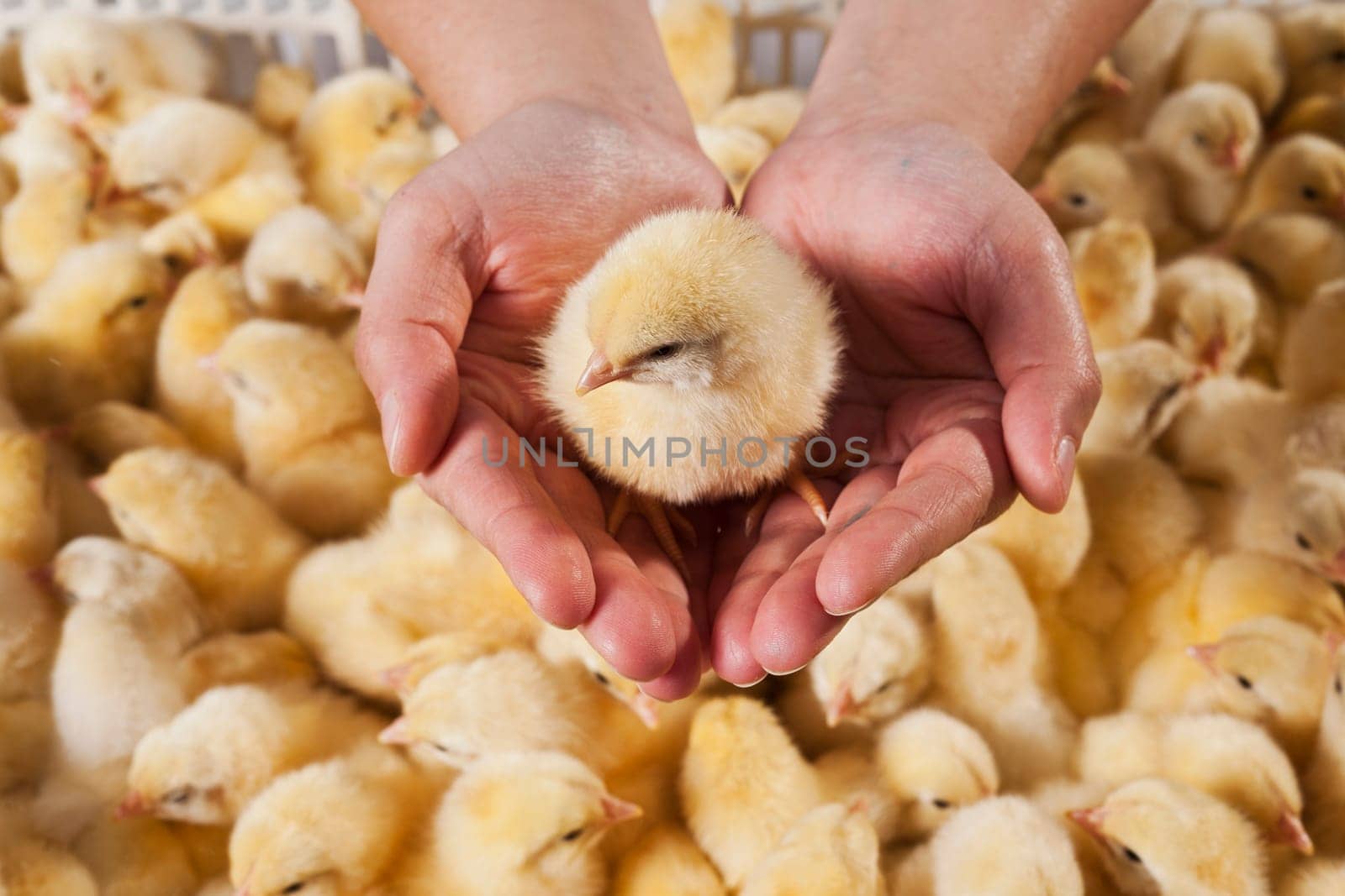 Photo hatched chicks closeup by emirkoo