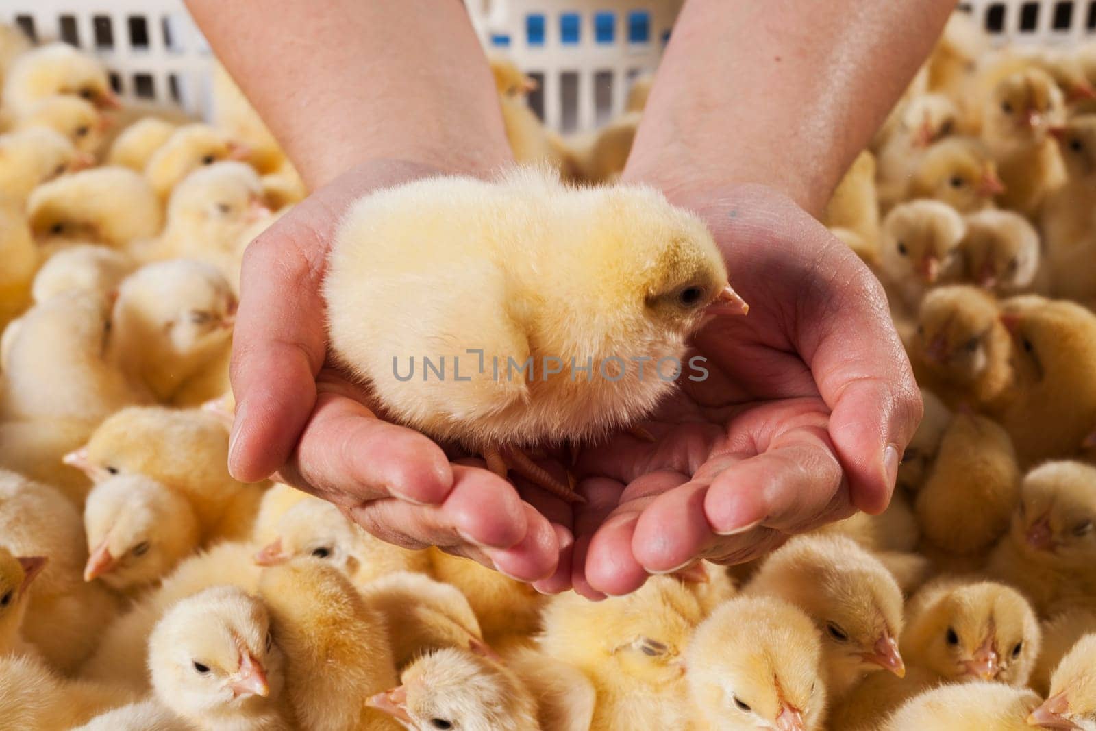 Photo hatched chicks closeup. High quality photo