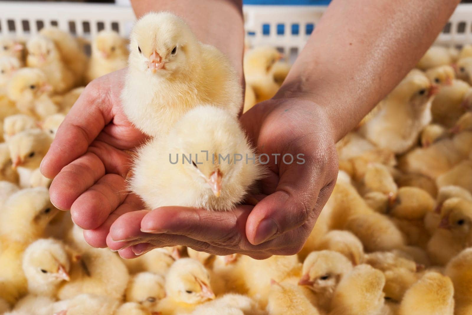 Photo hatched chicks closeup. High quality photo