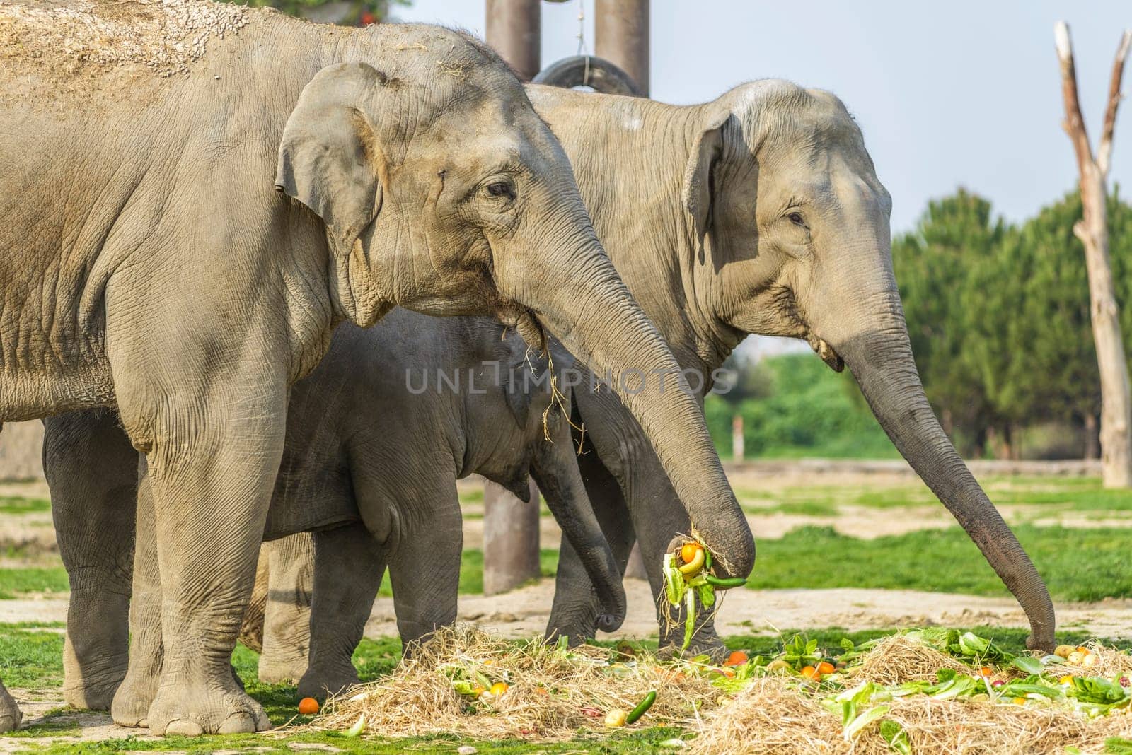 Elephant Family by emirkoo