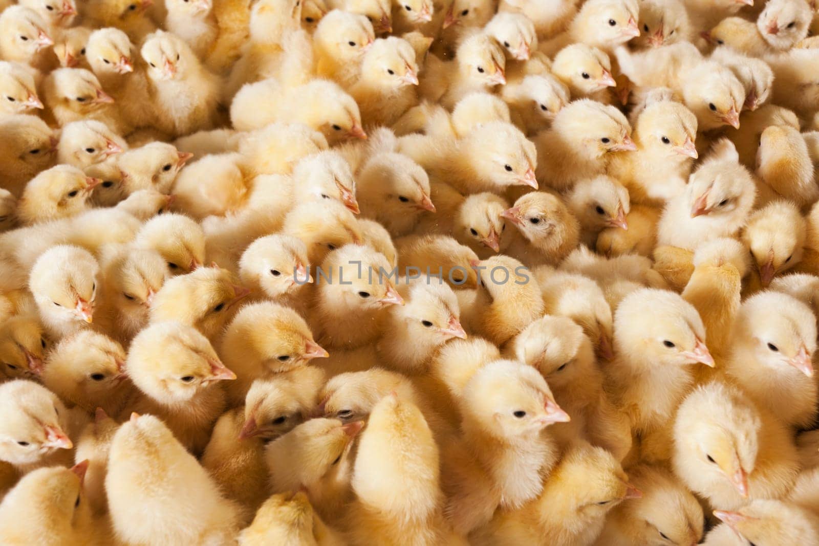 Photo hatched chicks closeup by emirkoo