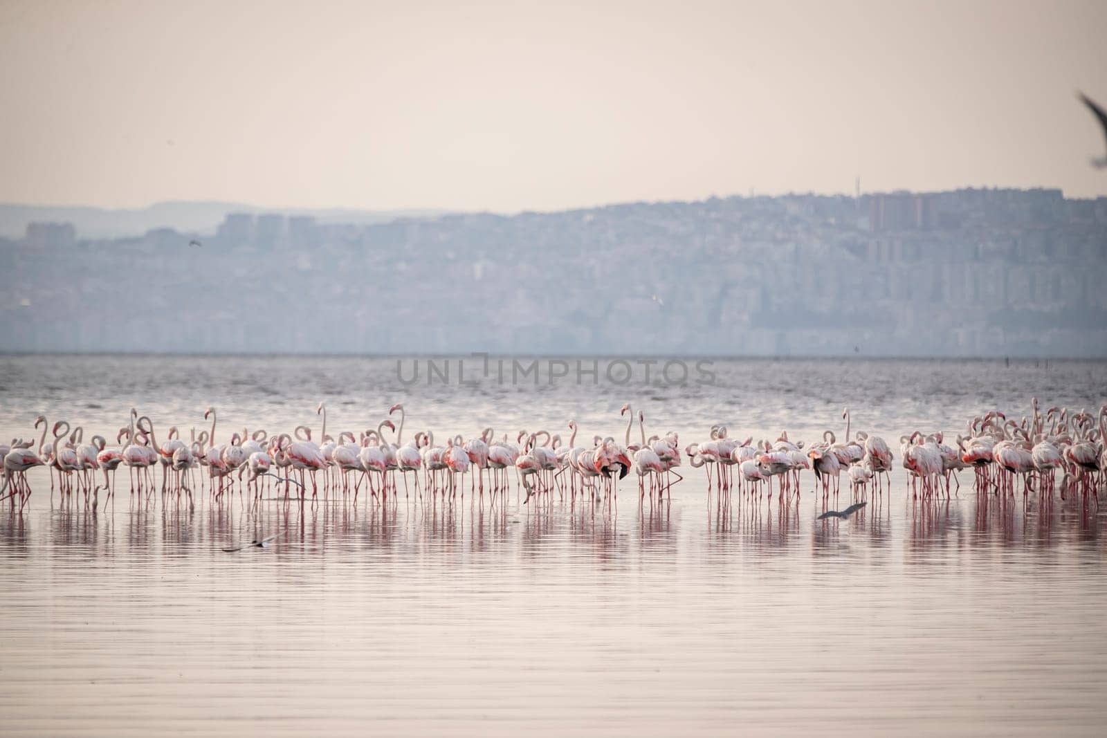 Birds Pink Flamingos Walk on the salt blue Lake in izmir