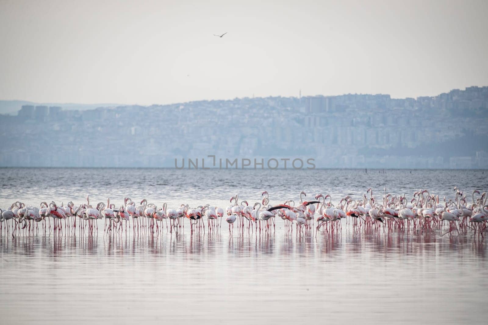 Birds Pink Flamingos Walk on the salt blue Lake in izmir by emirkoo