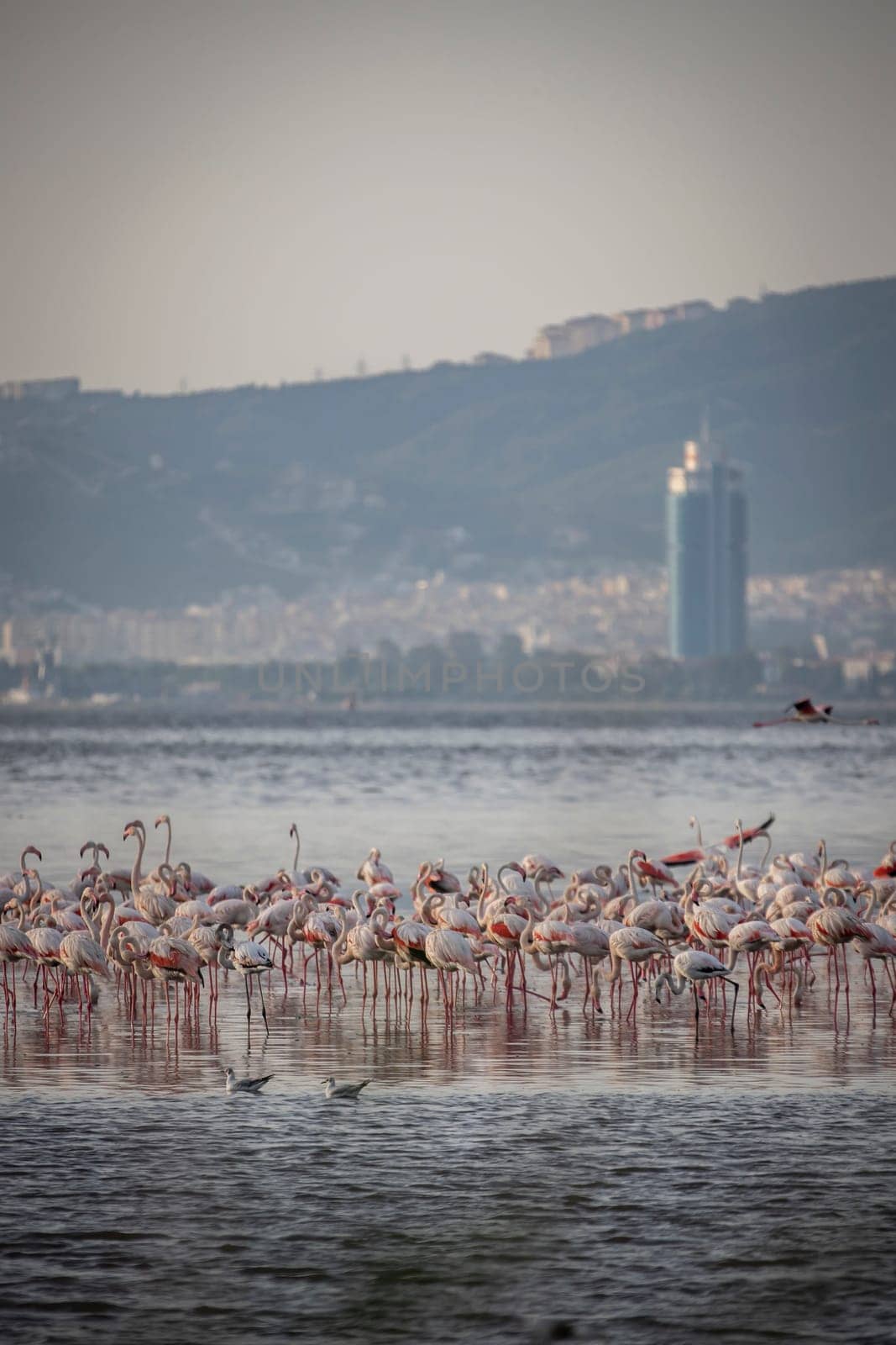 Birds Pink Flamingos Walk on the salt blue Lake in izmir by emirkoo