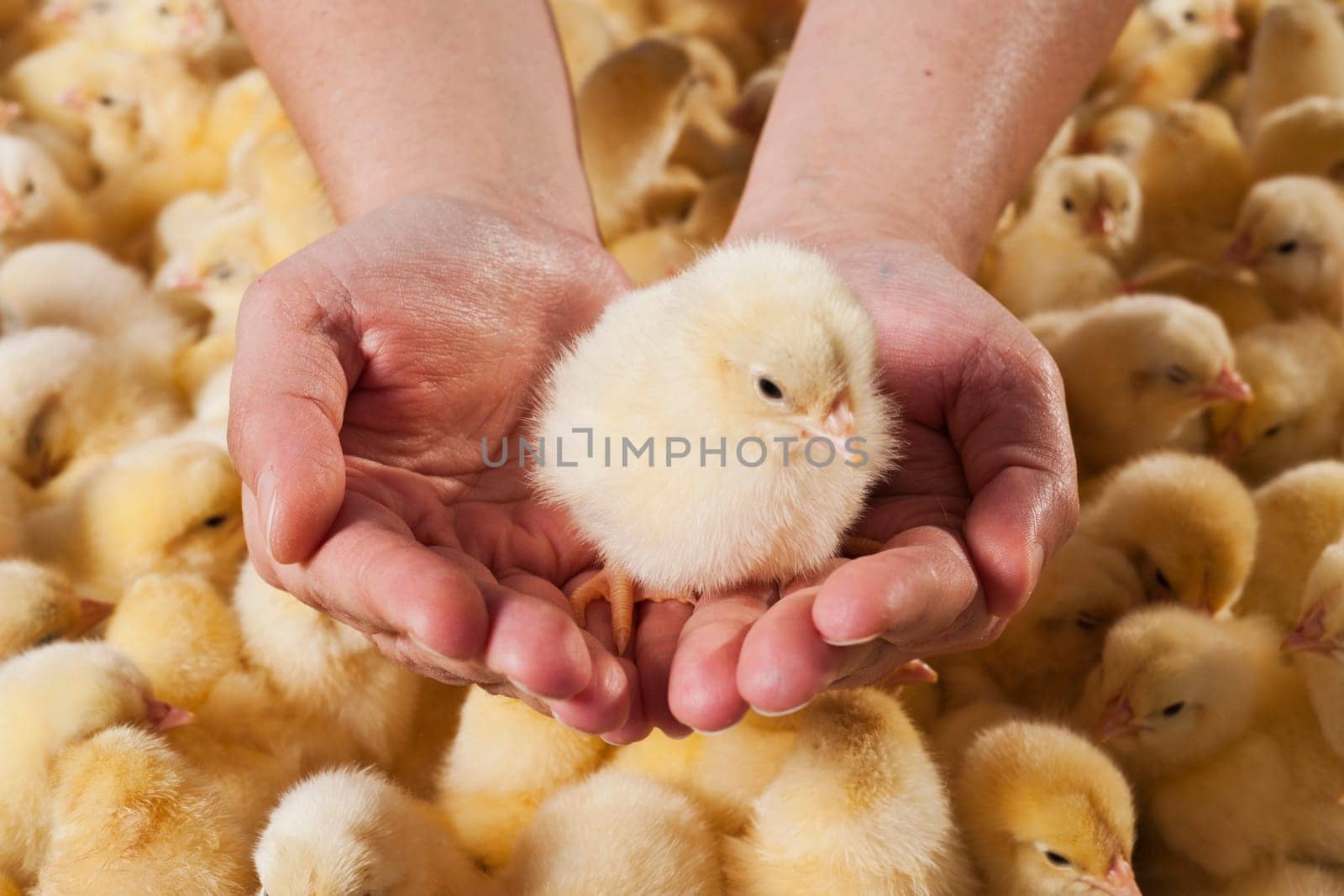 Photo hatched chicks closeup by emirkoo