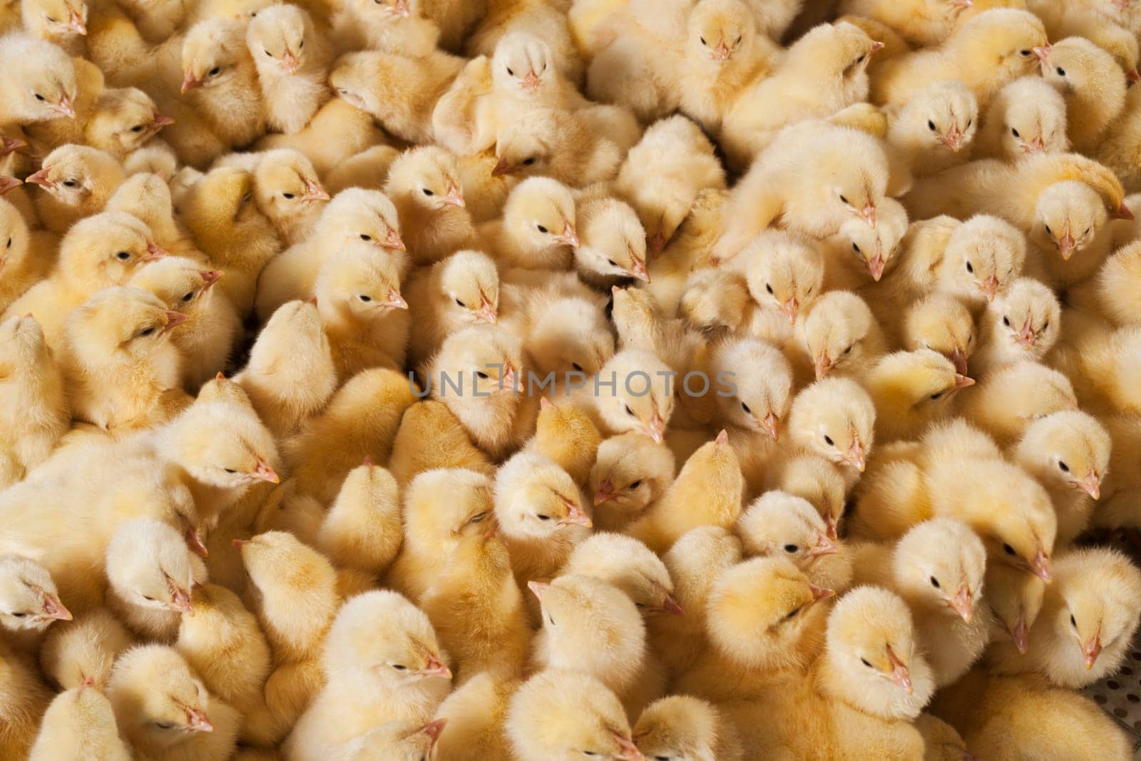 Photo hatched chicks closeup. High quality photo
