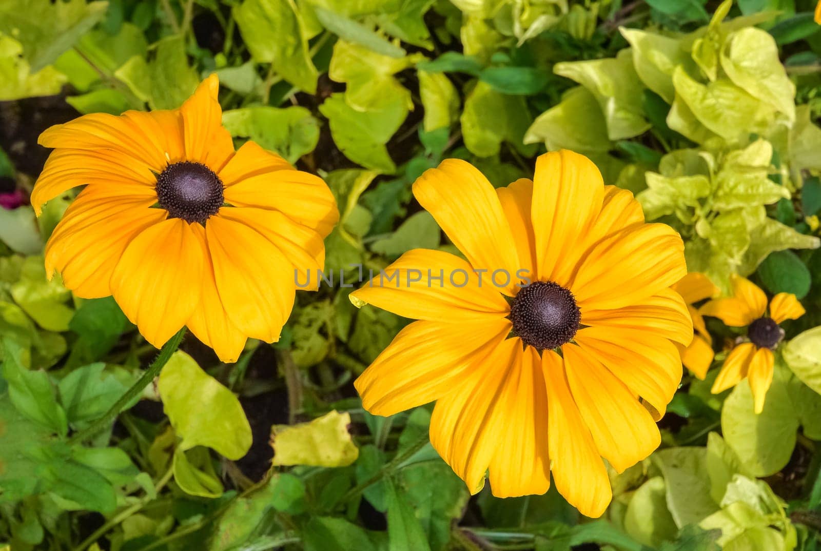 Yellow decorative flowers blossoming on green leaves background.