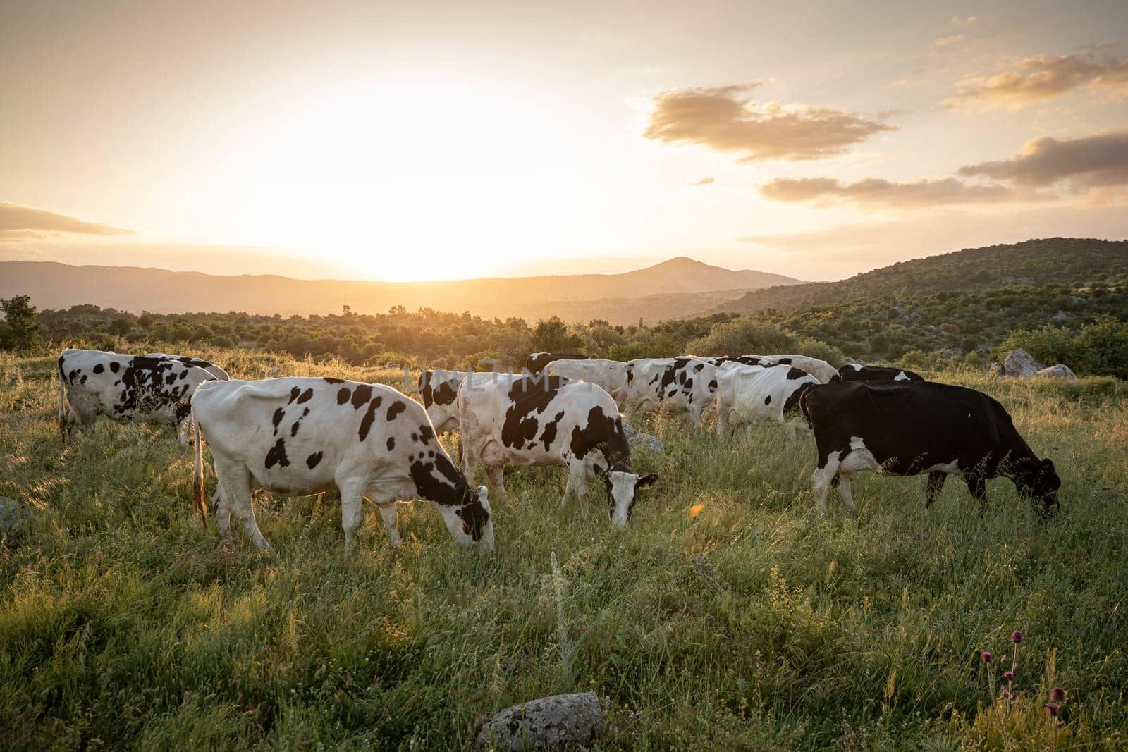 Herd of cows grazing at summer green field. High quality photo