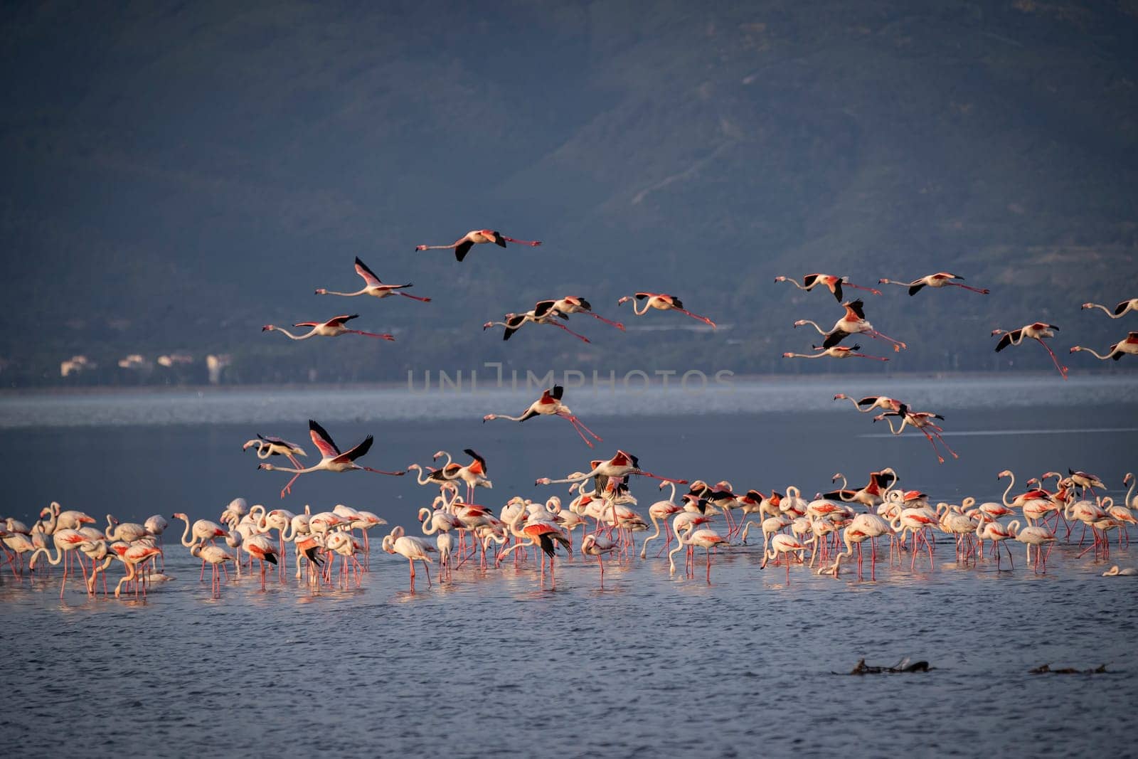 Birds Pink Flamingos Walk on the salt blue Lake in izmir. High quality photo