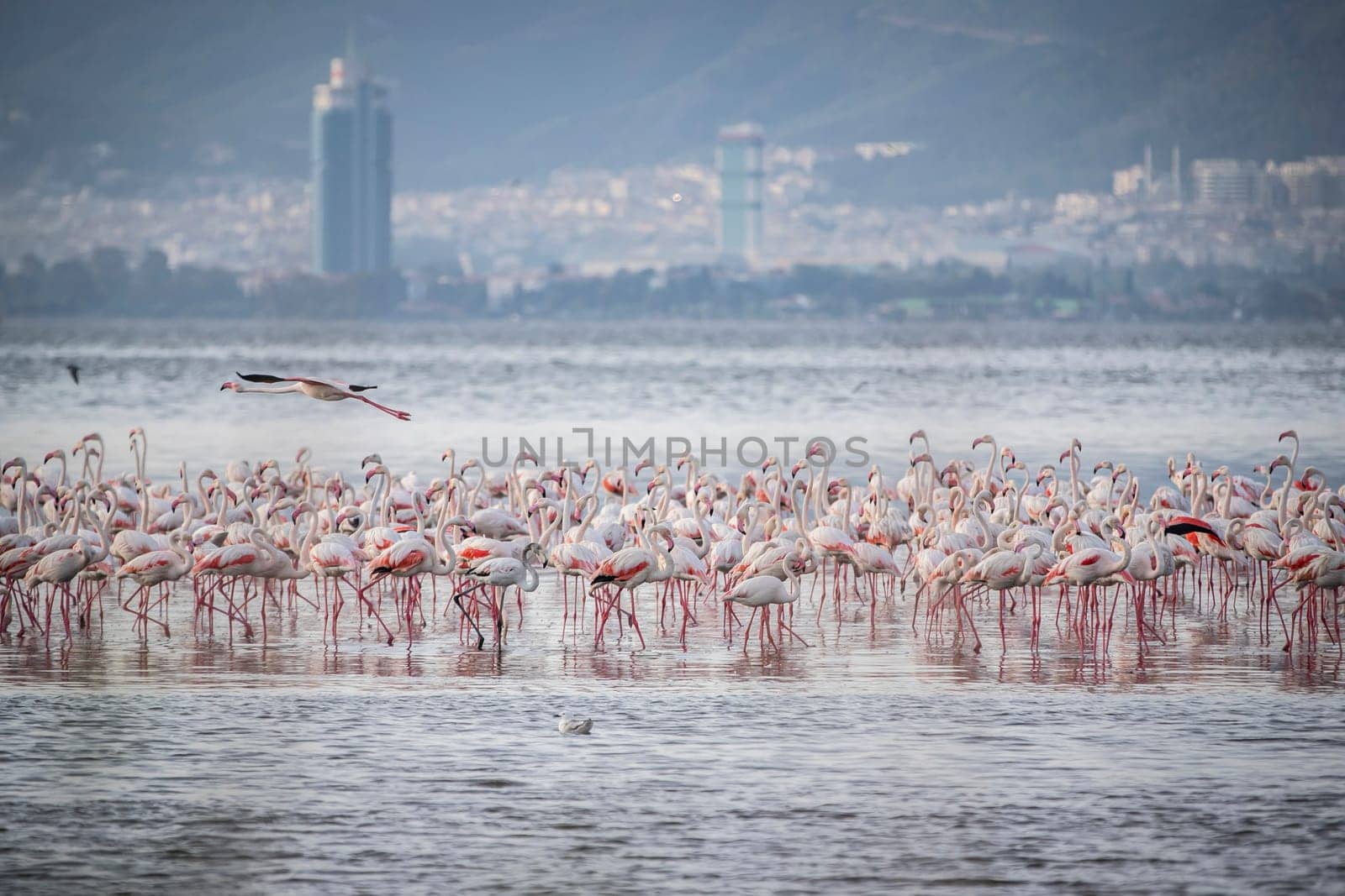 Birds Pink Flamingos Walk on the salt blue Lake in izmir by emirkoo