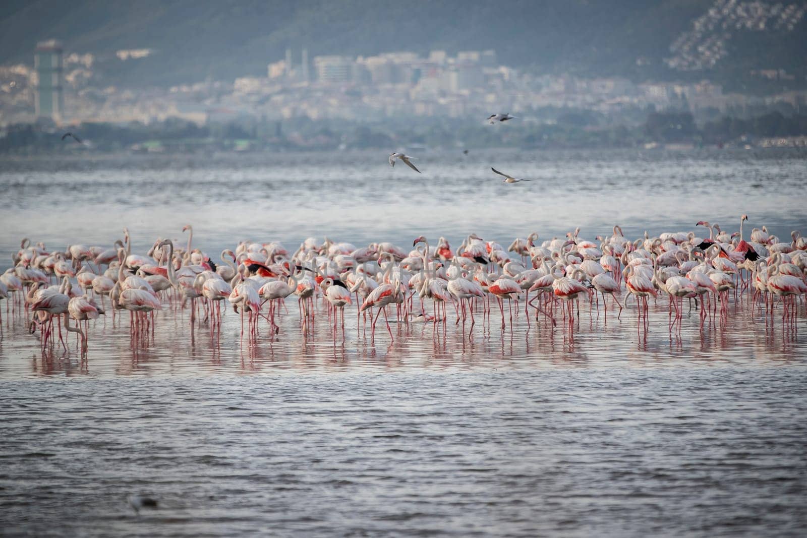 Birds Pink Flamingos Walk on the salt blue Lake in izmir by emirkoo