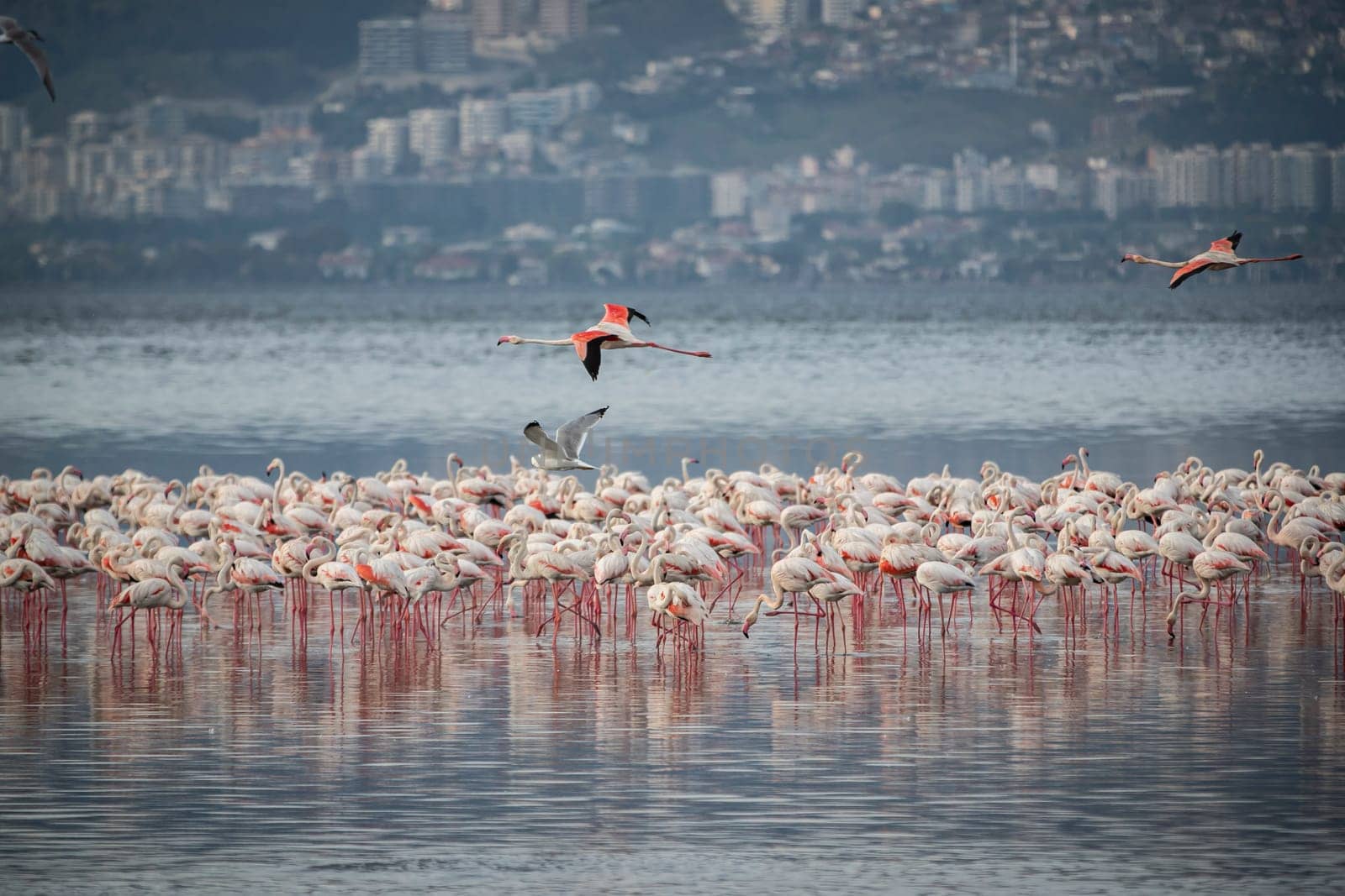 Birds Pink Flamingos Walk on the salt blue Lake in izmir