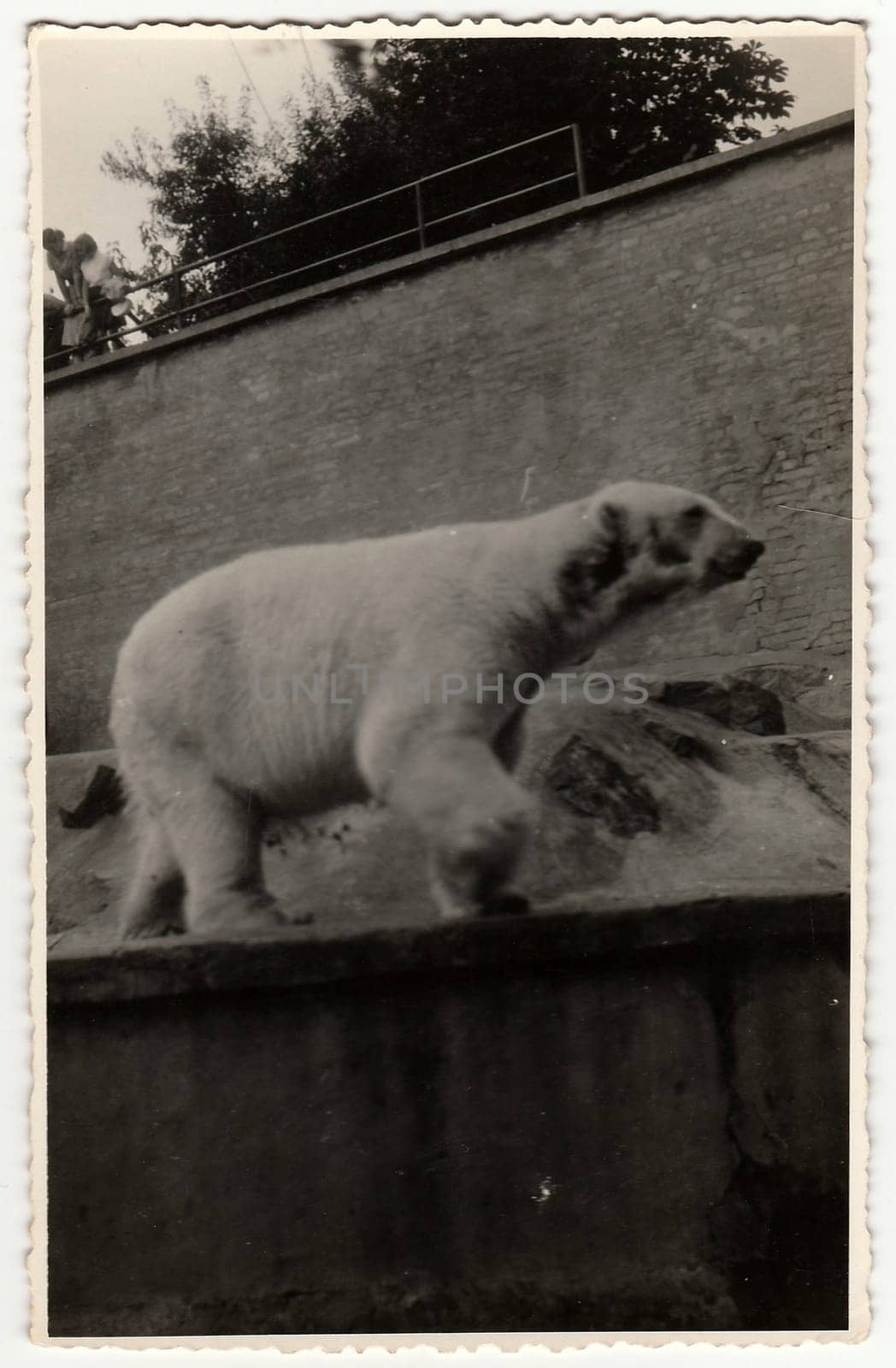 Retro photo shows polar bear at the ZOO. by roman_nerud