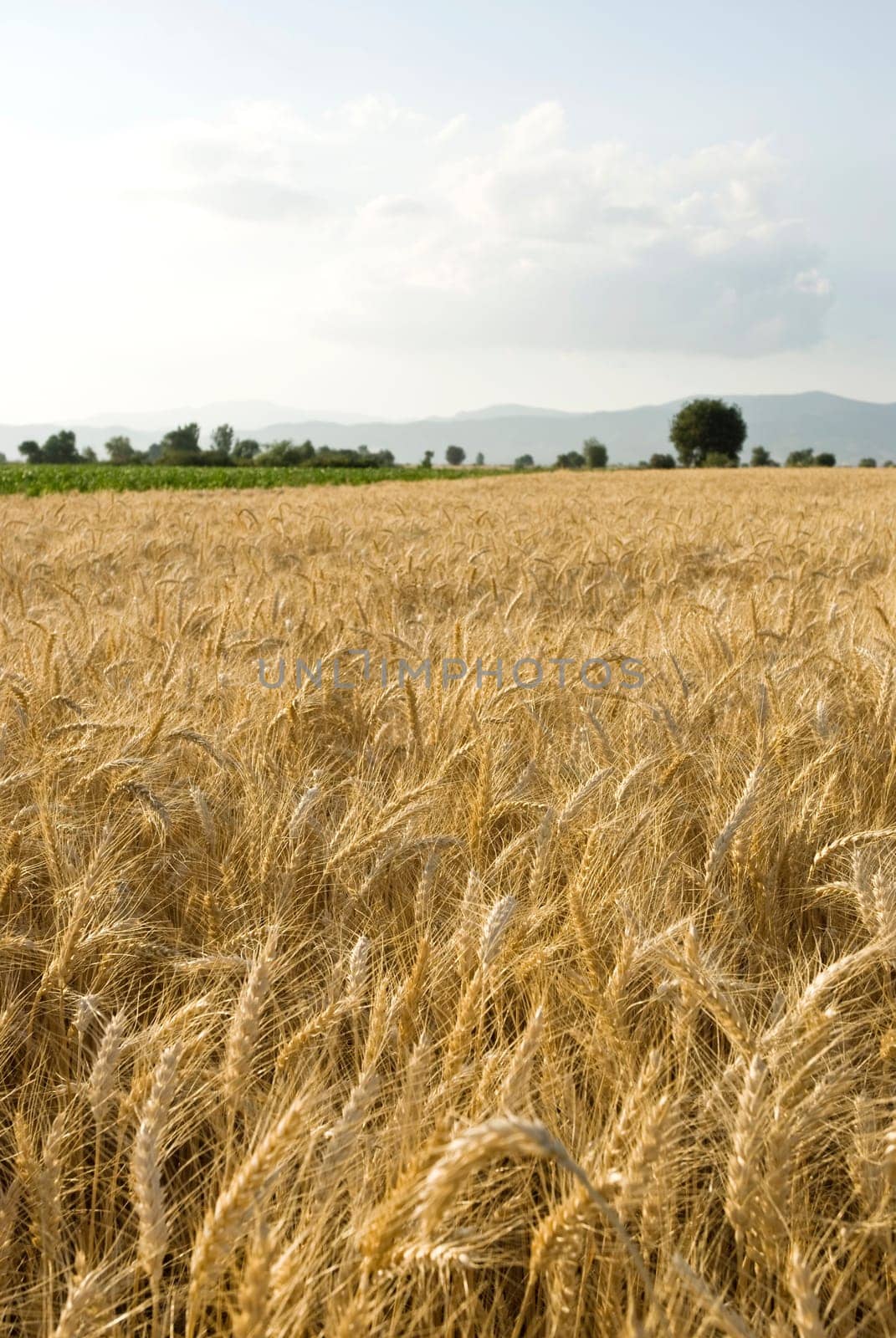 Wheat flied panorama with tree at sunset, rural countryside - Agriculture. High quality photo