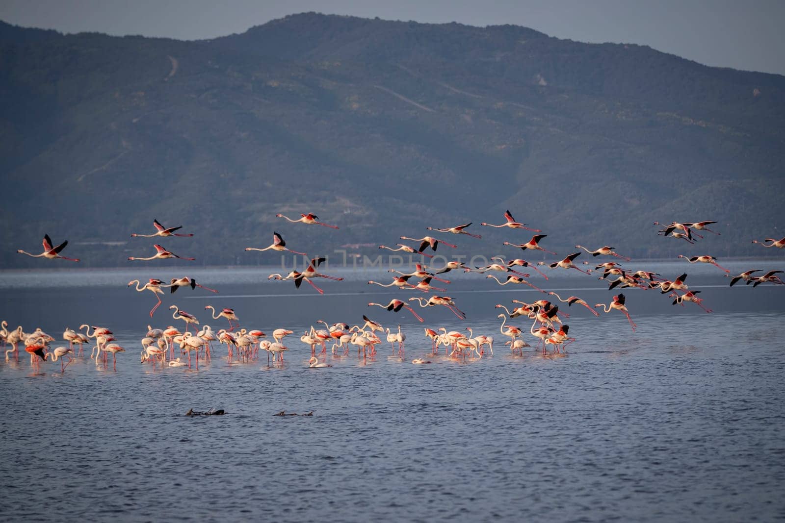 Birds Pink Flamingos Walk on the salt blue Lake in izmir. High quality photo