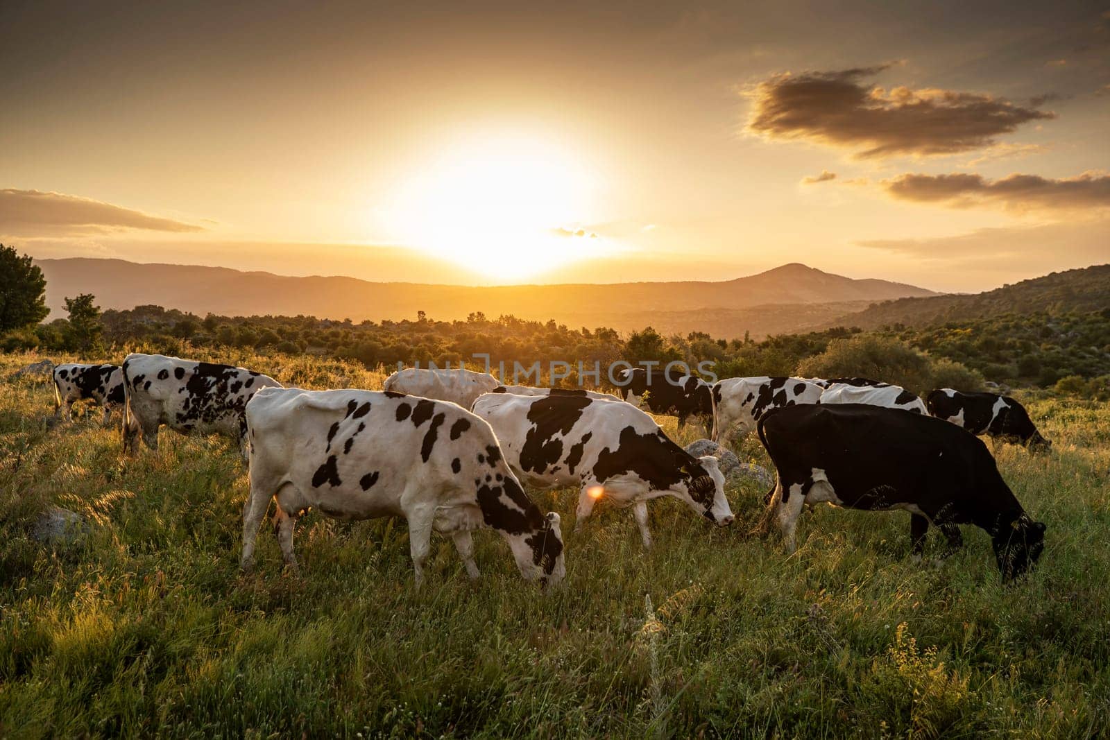 Herd of cows grazing at summer green field by emirkoo