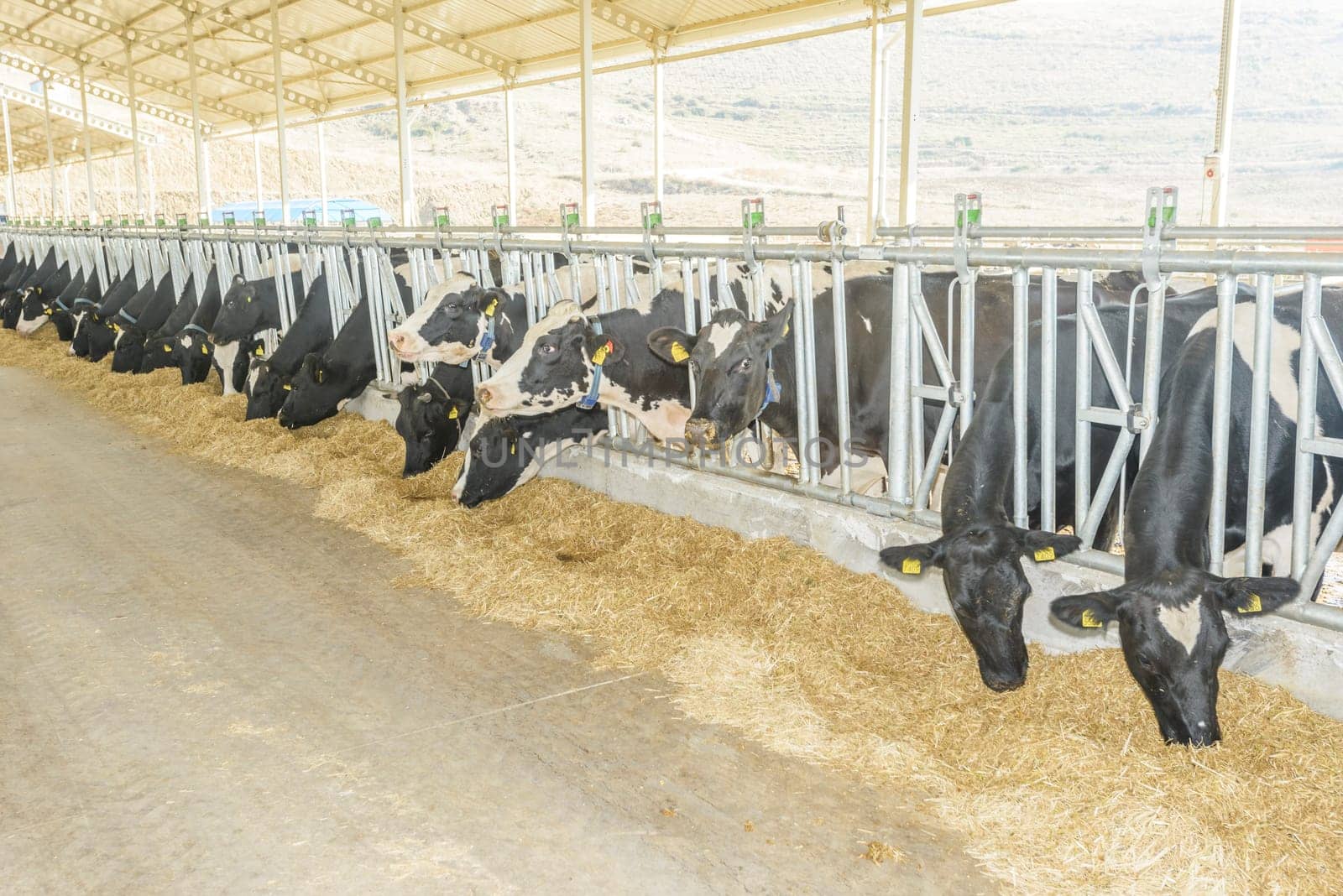 agriculture industry, farming and animal husbandry concept - herd of cows eating hay in cowshed on dairy farm by emirkoo