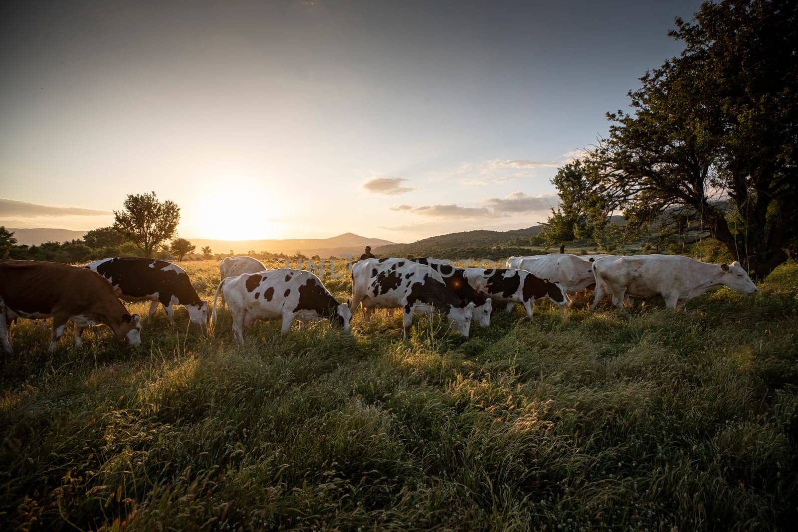 Herd of cows grazing at summer green field. High quality photo