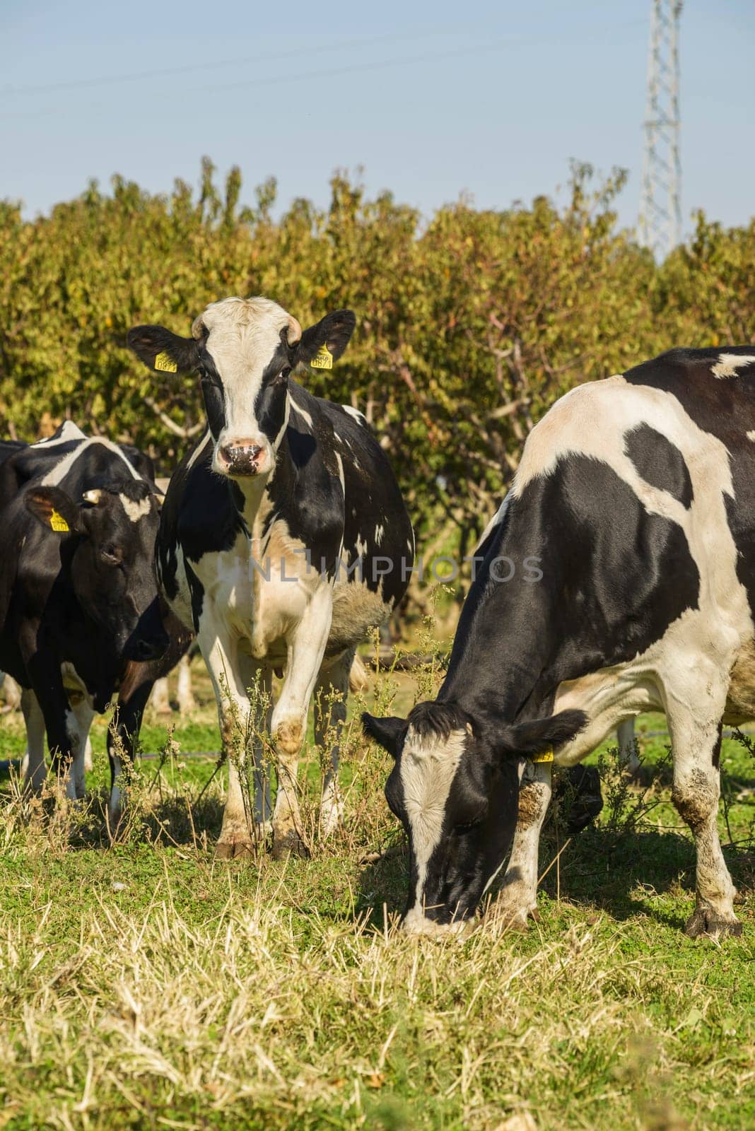 agriculture industry, farming and animal husbandry concept - herd of cows eating hay in cowshed on dairy farm by emirkoo