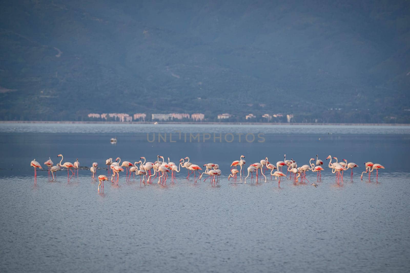 Birds Pink Flamingos Walk on the salt blue Lake in izmir by emirkoo