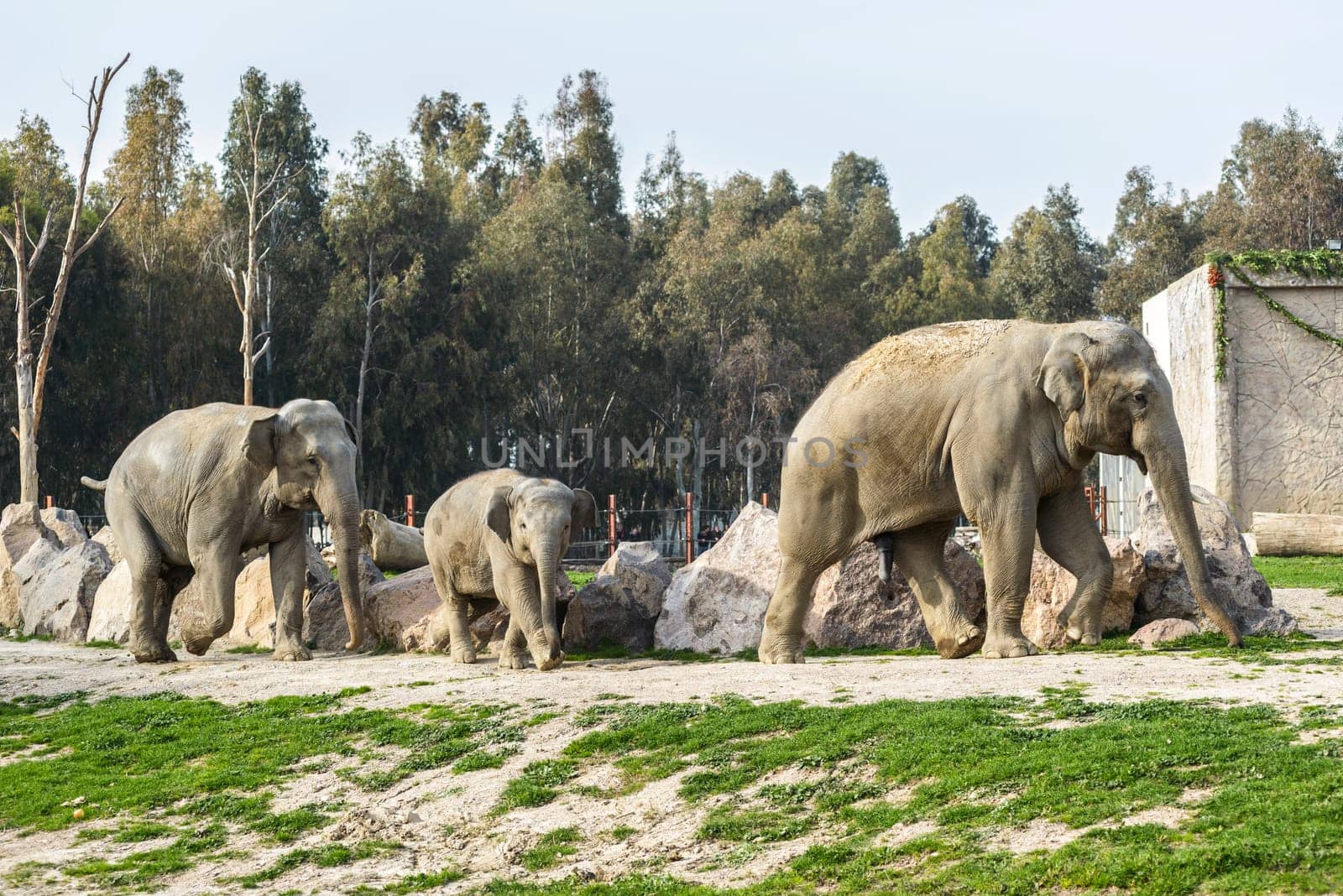 Elephant Family by emirkoo