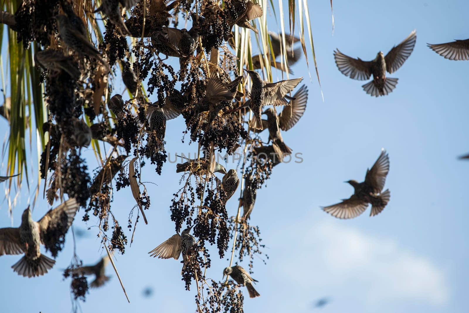 Beautiful large flock of starlings. High quality photo