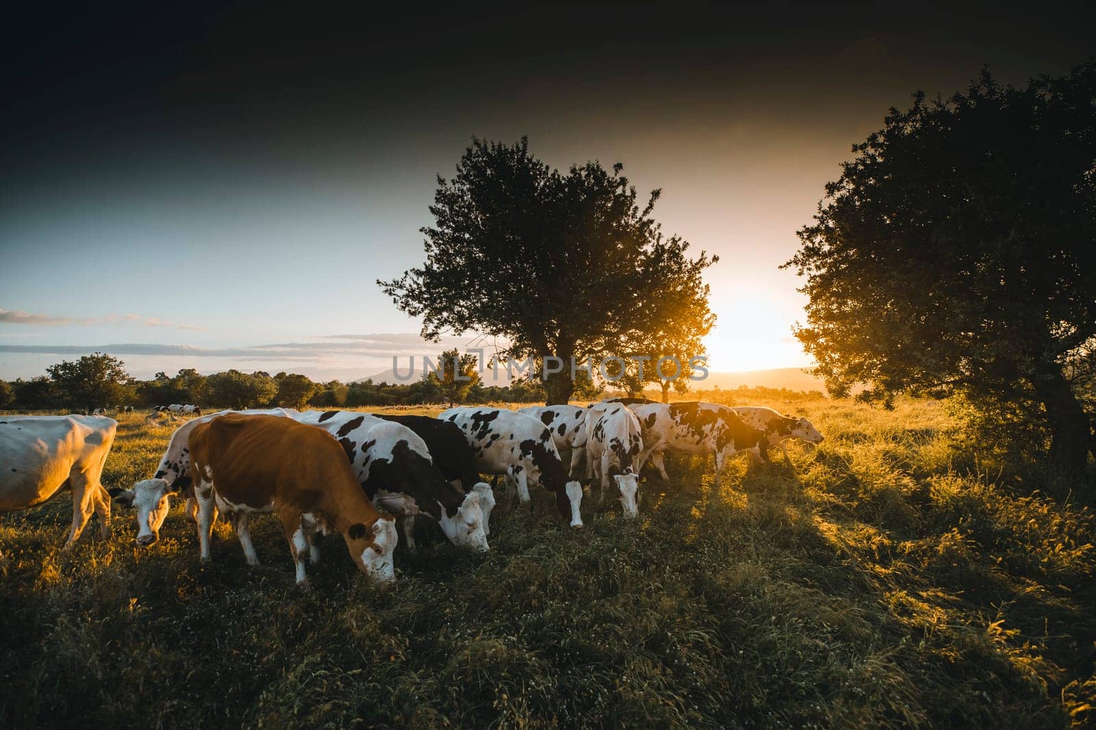 Herd of cows grazing at summer green field. High quality photo