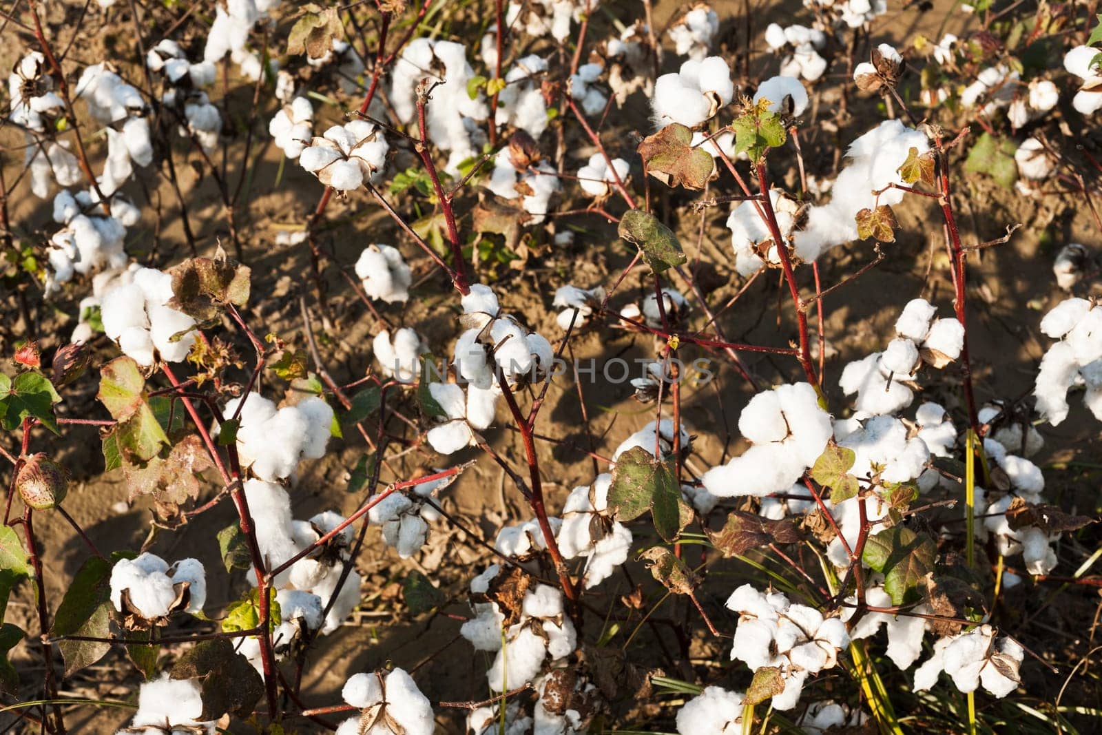 White ripe cotton field ready for harvest