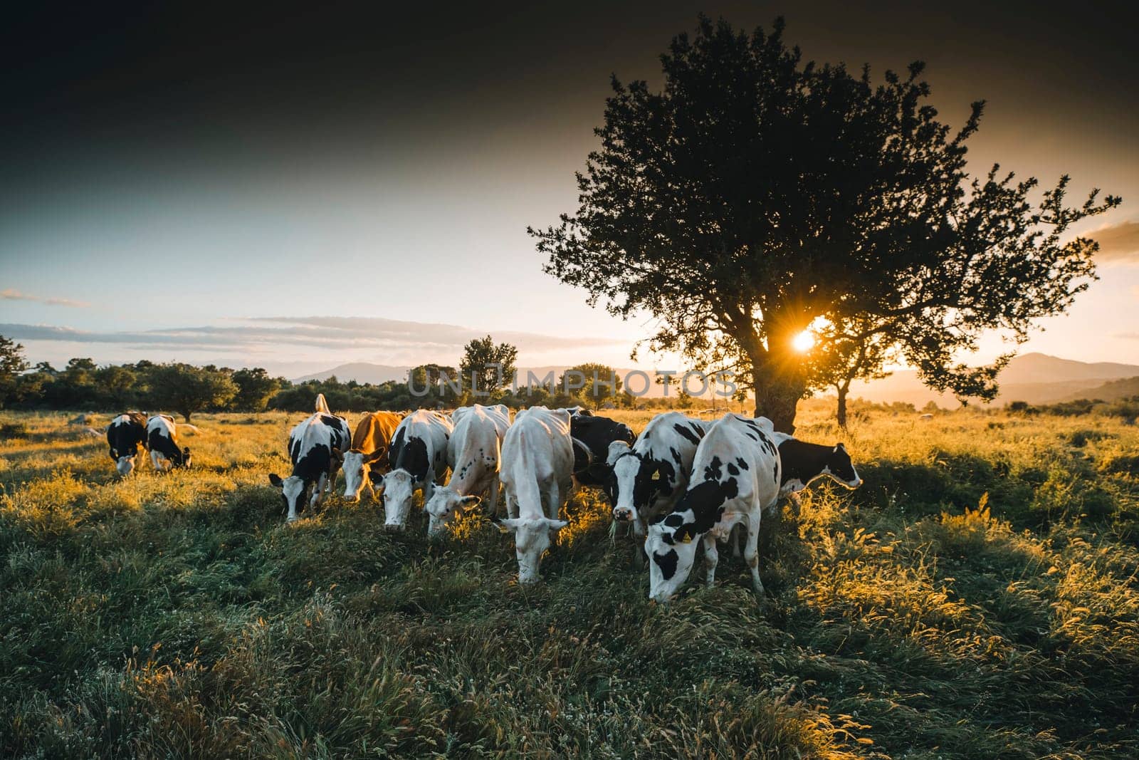 Herd of cows grazing at summer green field. High quality photo