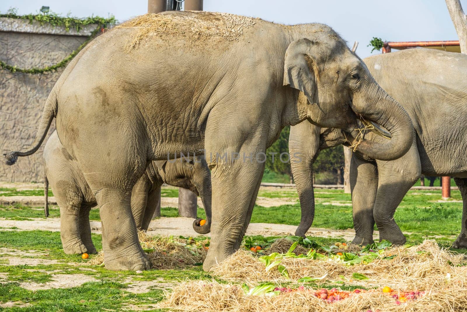 Elephant Family by emirkoo