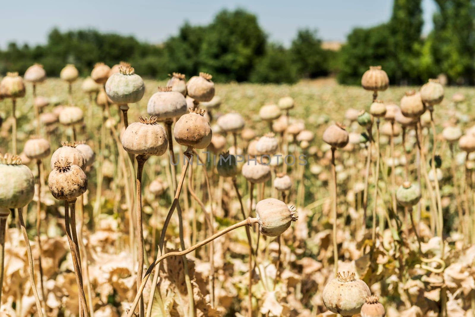 Opium poppies, They are watching you.