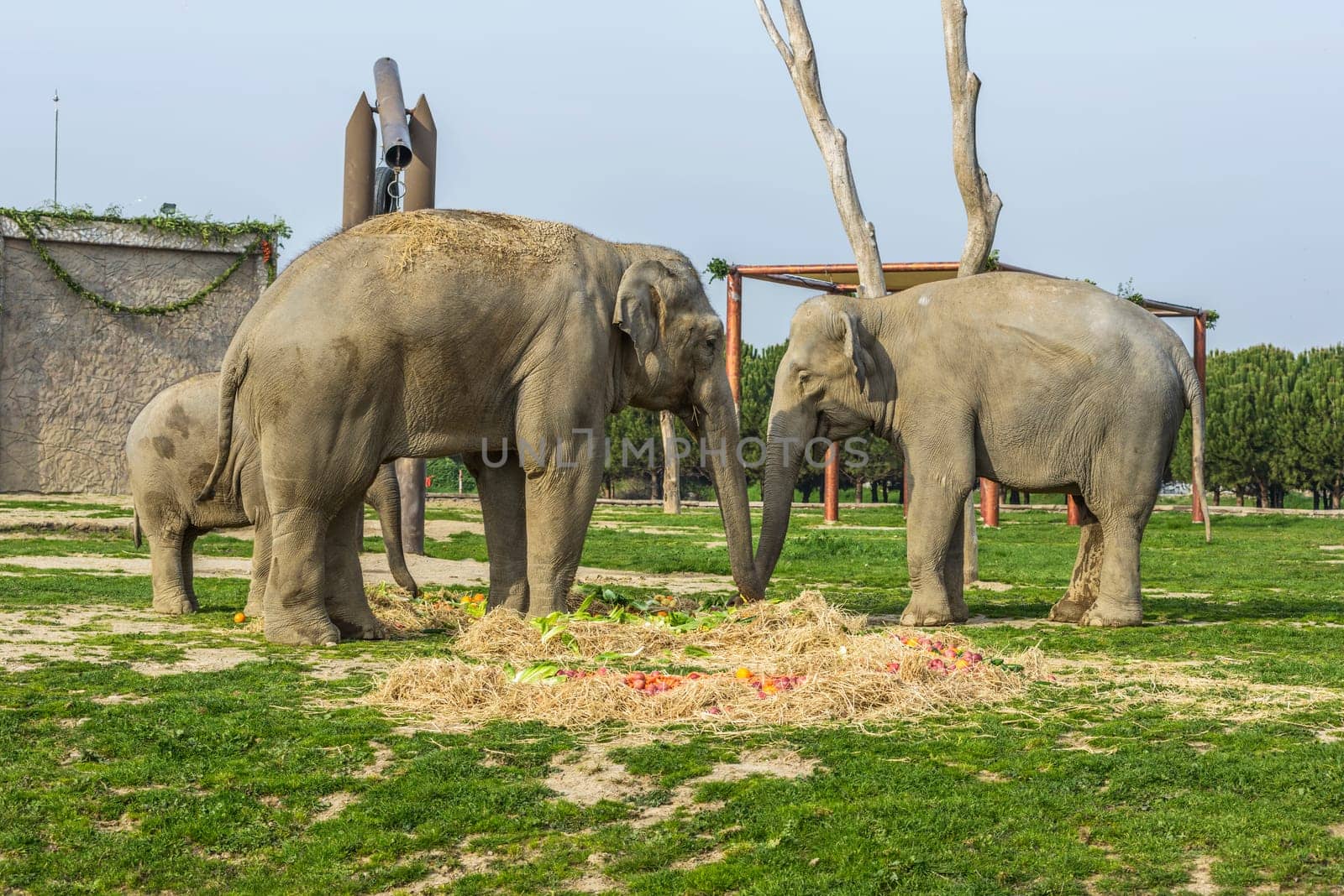 Elephant Family by emirkoo