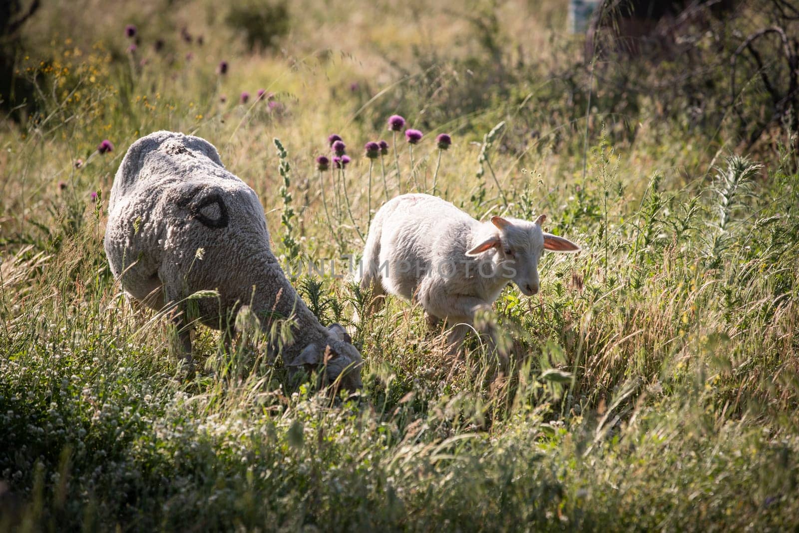 Herd of cows grazing at summer green field. High quality photo